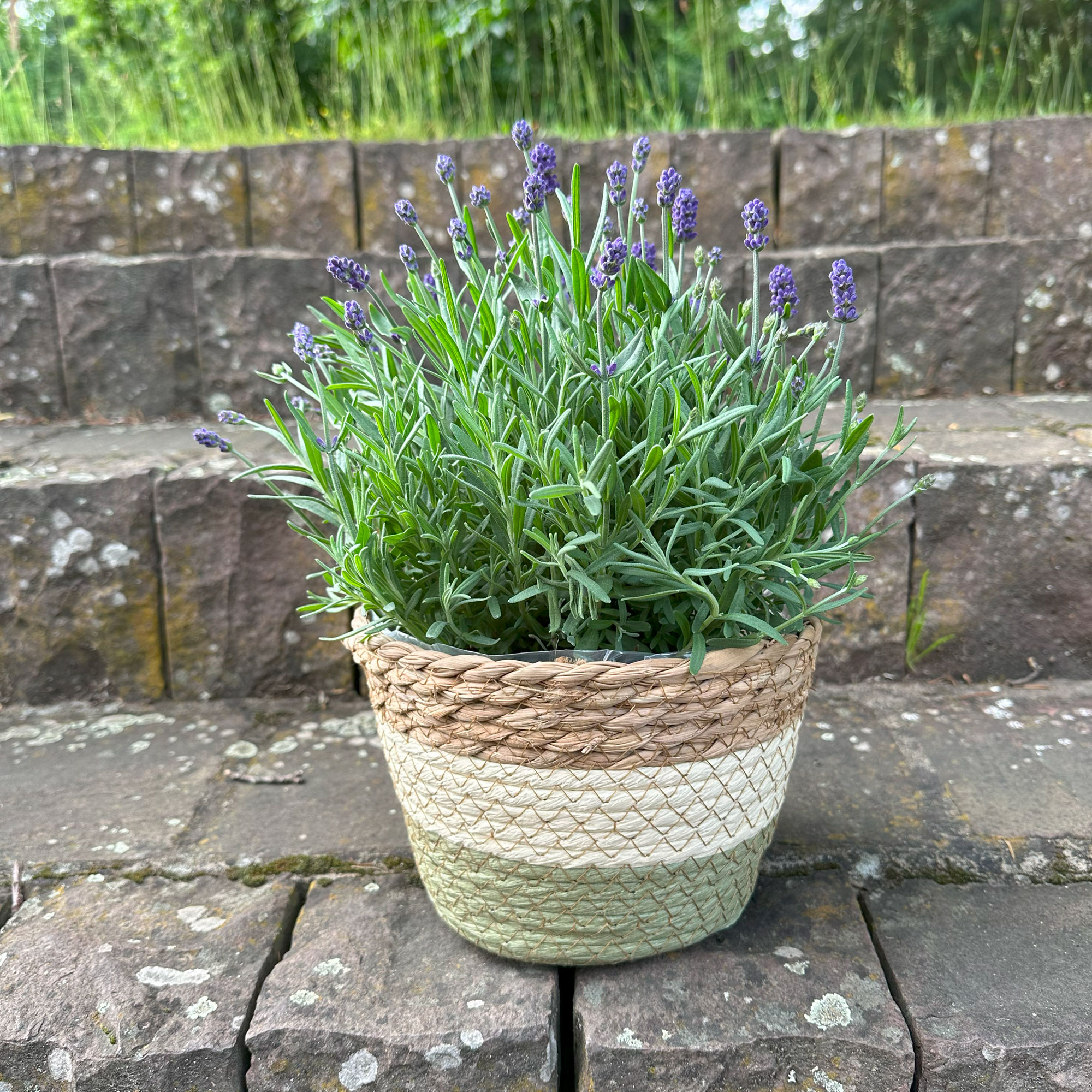 Acheter Jardinière "couleurs naturelles", MM  dans la boutique en ligne de Frank Flechtwaren