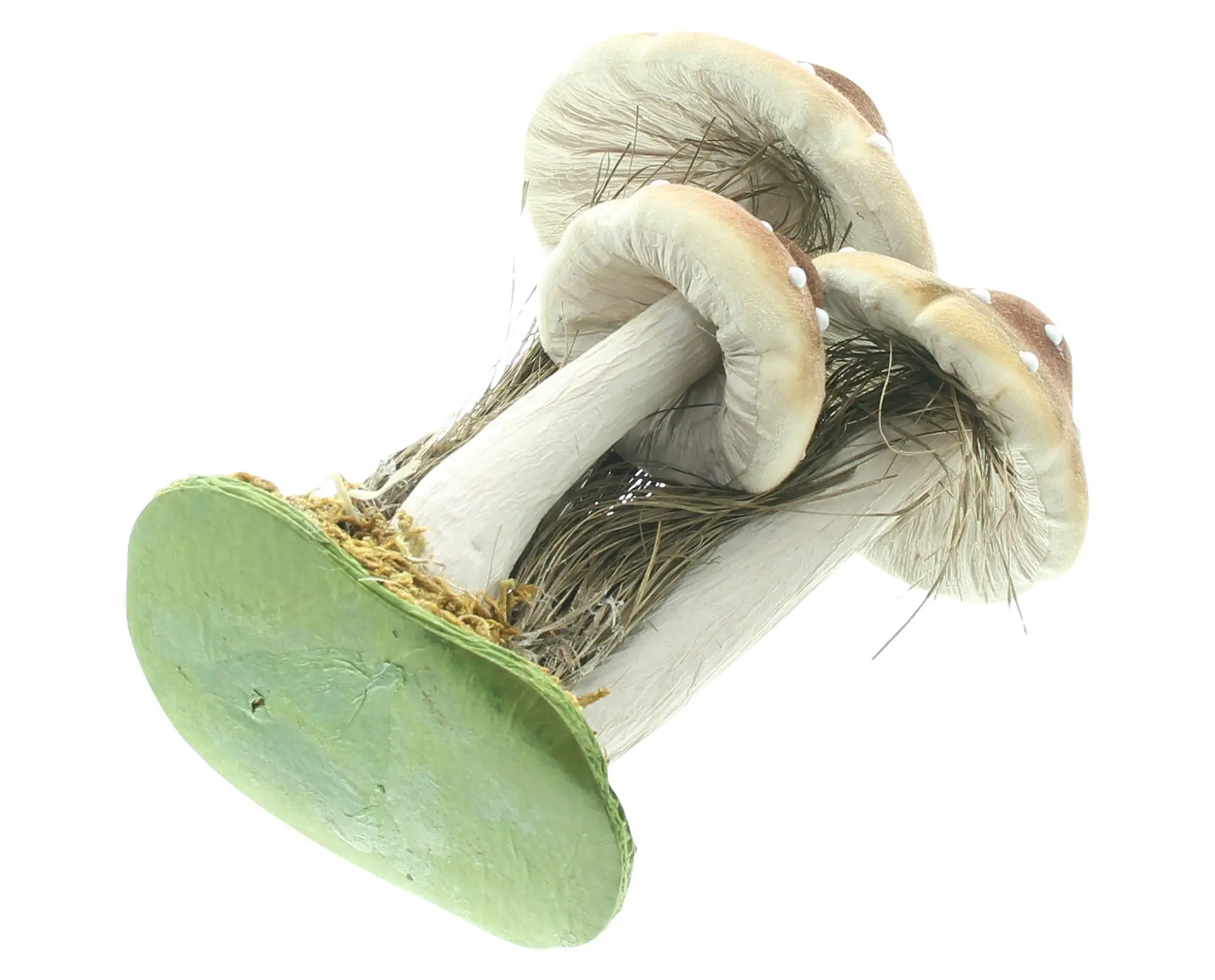 Acheter Décoration d'automne « Champignons »  dans la boutique en ligne de Frank Flechtwaren pour Promenade en forêt