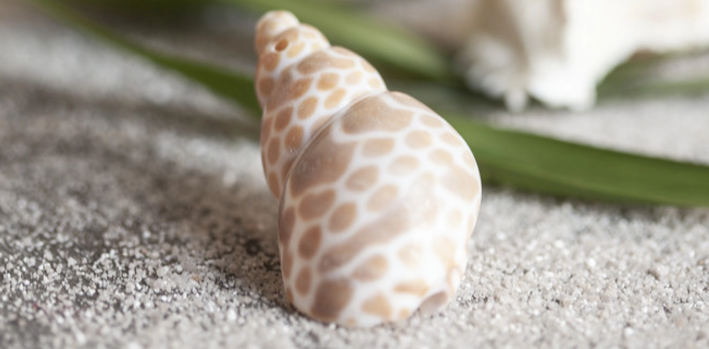 Décoration estivale : coquillage clair sur du sable avec une feuille verte, pour une touche maritime