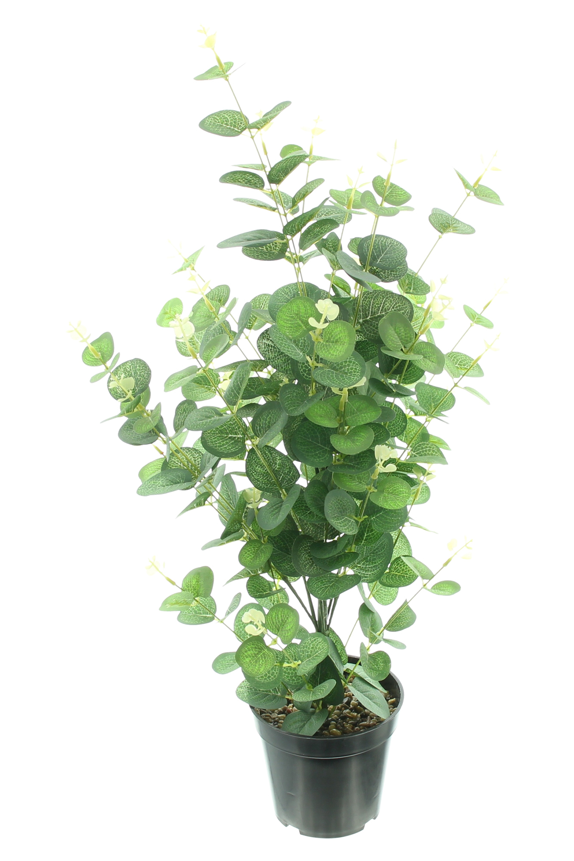 Acheter Plante en pot "eucalyptus" dans la boutique en ligne de Frank Flechtwaren pour Pâques Acheter Plante en pot "eucalyptus" dans la boutique en ligne de Frank Flechtwaren pour Pâques