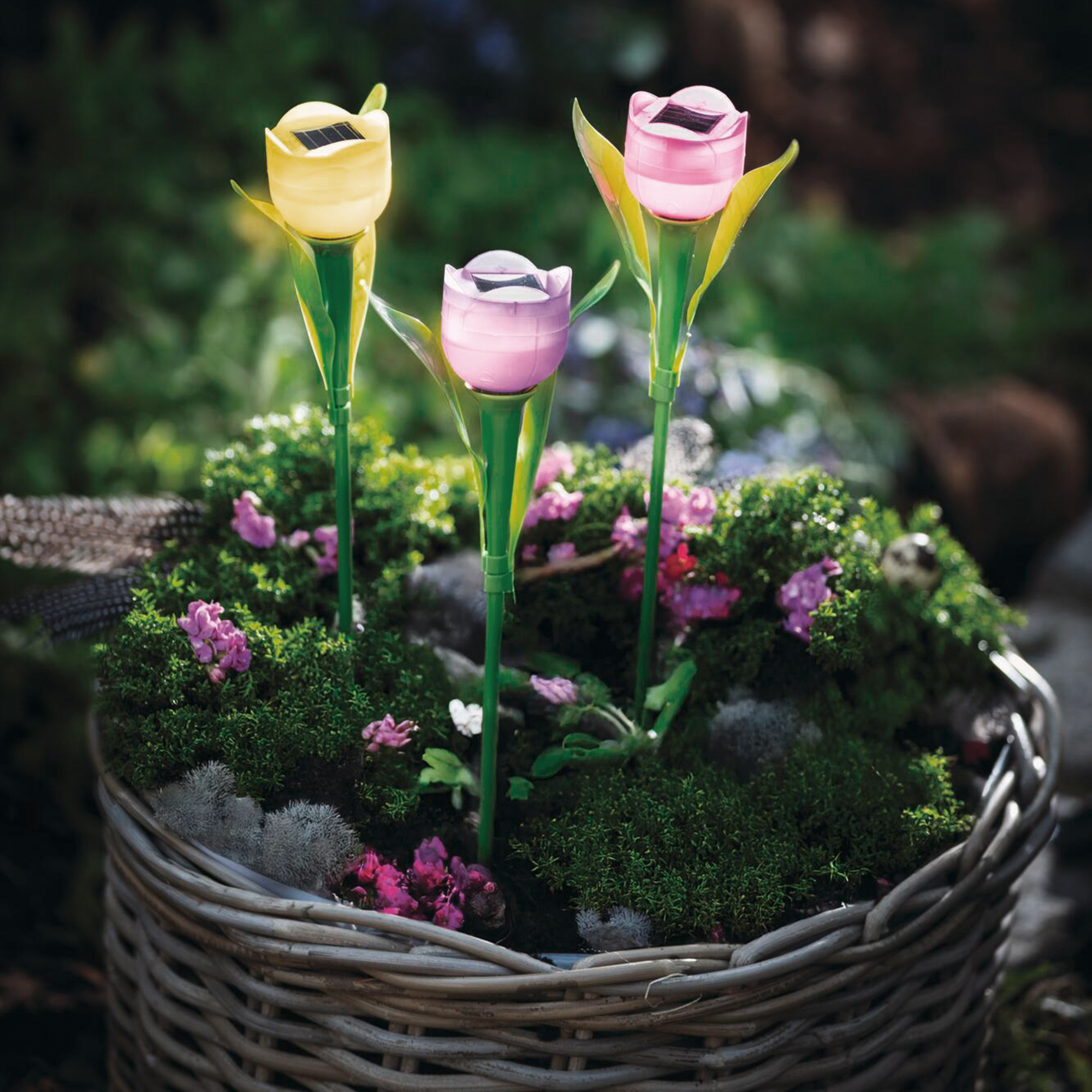 Acheter Lot de déco solaires "tulipe"  dans la boutique en ligne de Frank Flechtwaren