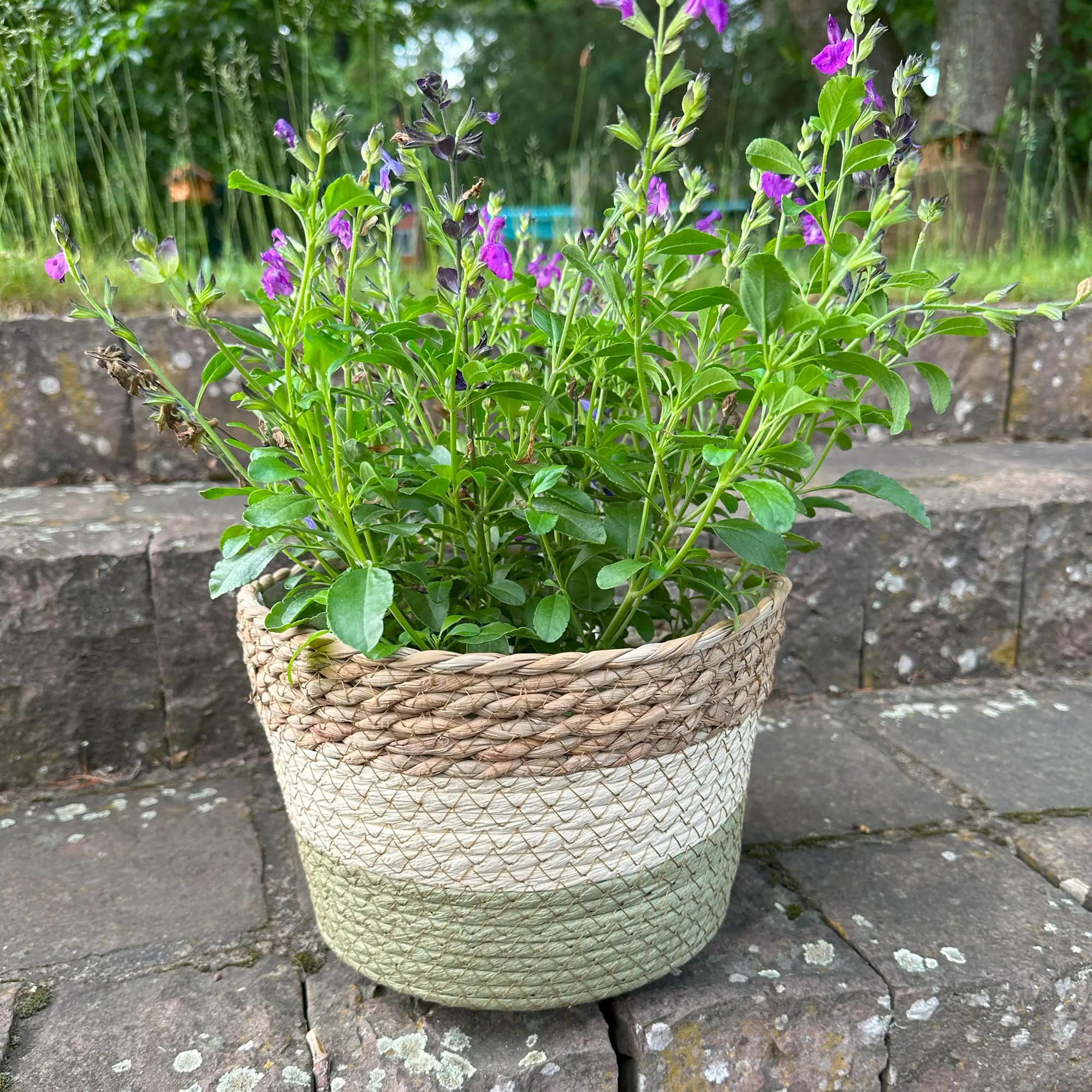 Acheter Jardinière "couleurs naturelles", GM dans la boutique en ligne de Frank Flechtwaren pour Jardinières corbeilles Acheter Jardinière "couleurs naturelles", GM dans la boutique en ligne de Frank Flechtwaren pour Jardinières corbeilles