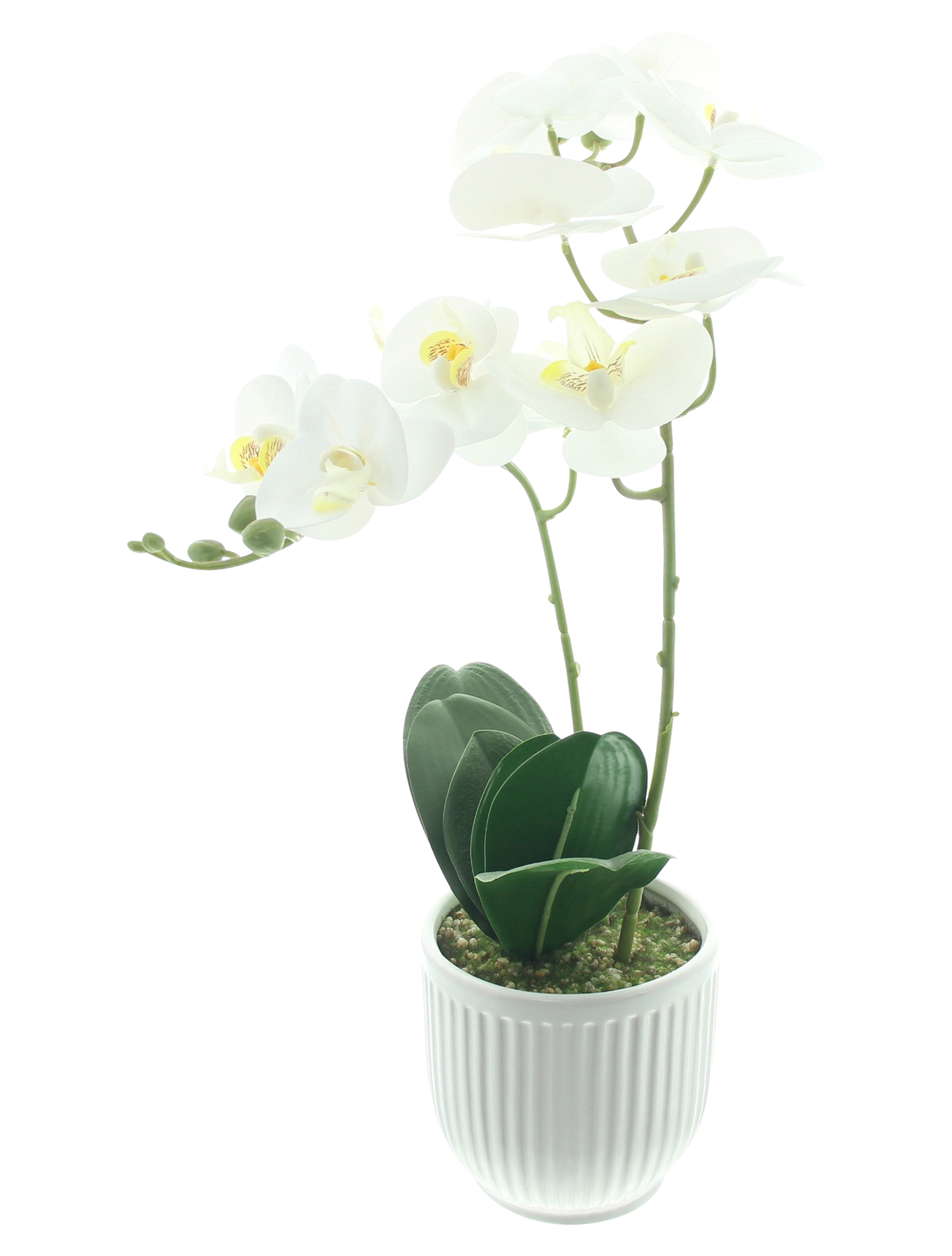 Acheter Orchidée en pot "White Butterfly"  dans la boutique en ligne de Frank Flechtwaren pour Nouvel arrivage