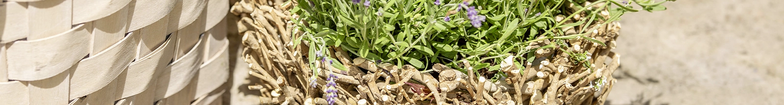 Panier à plantes : panier tressé en brindilles avec de la lavande, une décoration de jardin naturelle pour la terrasse et le balcon