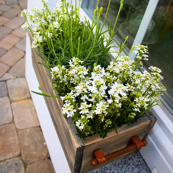 Jardinière en bois – Décoration de rebord de fenêtre avec des fleurs printanières