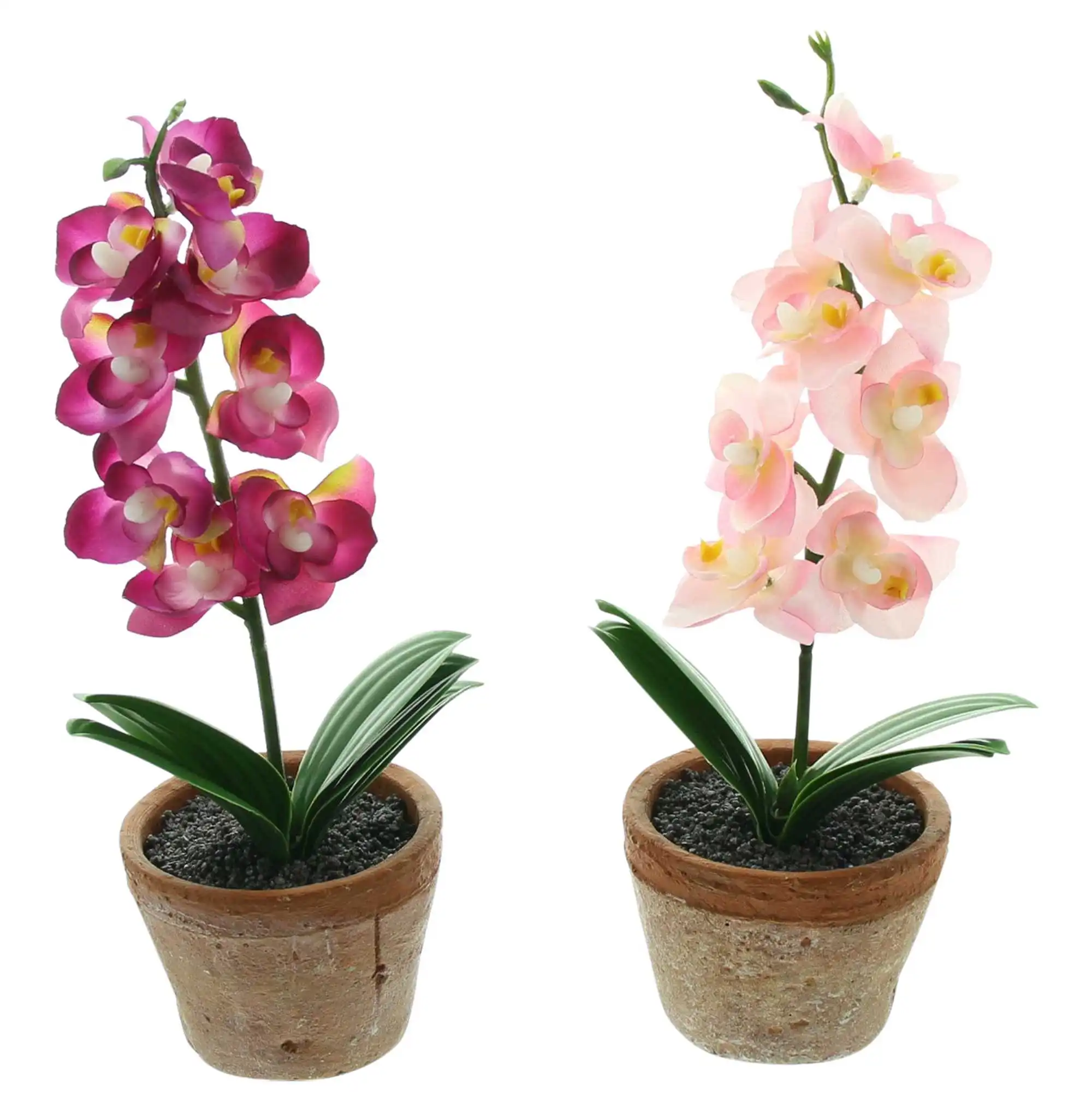 Acheter Lot de 2 orchidées en pot  dans la boutique en ligne de Frank Flechtwaren pour Pâques