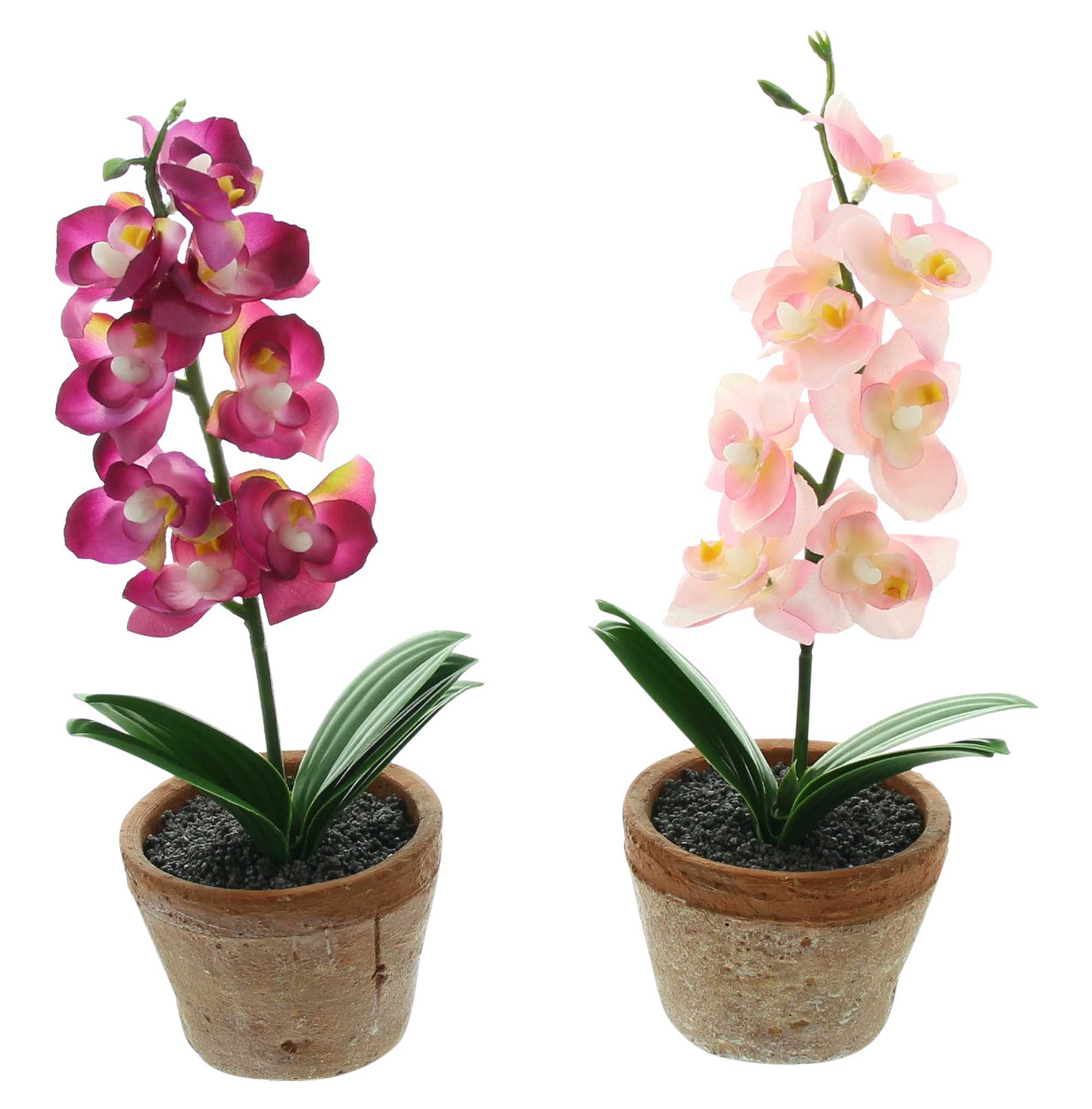 Acheter Lot de 2 orchidées en pot  dans la boutique en ligne de Frank Flechtwaren pour Pâques