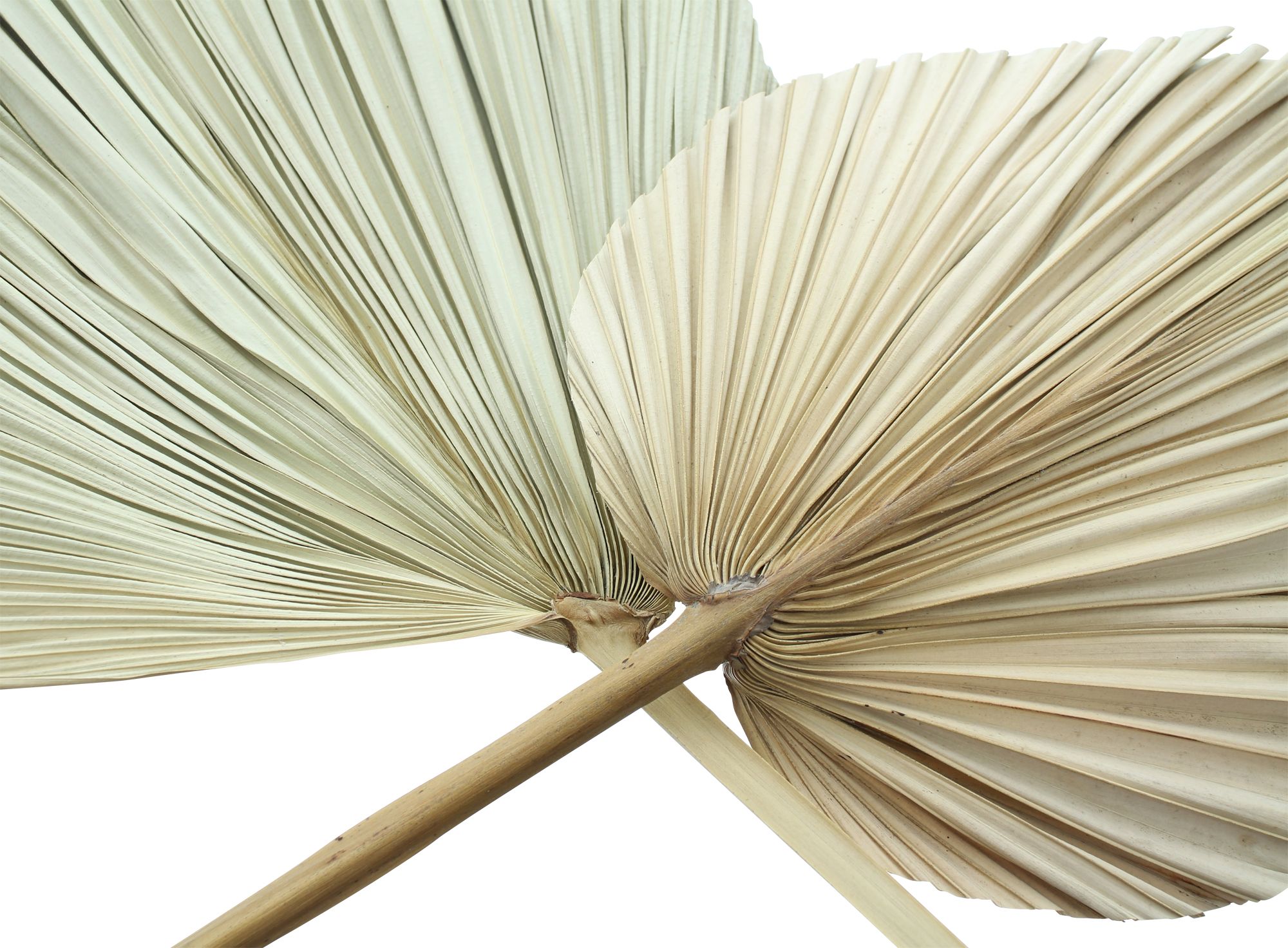 Acheter Lot de 2 feuilles de décoration "palme" dans la boutique en ligne de Frank Flechtwaren pour Automne Acheter Lot de 2 feuilles de décoration "palme" dans la boutique en ligne de Frank Flechtwaren pour Automne