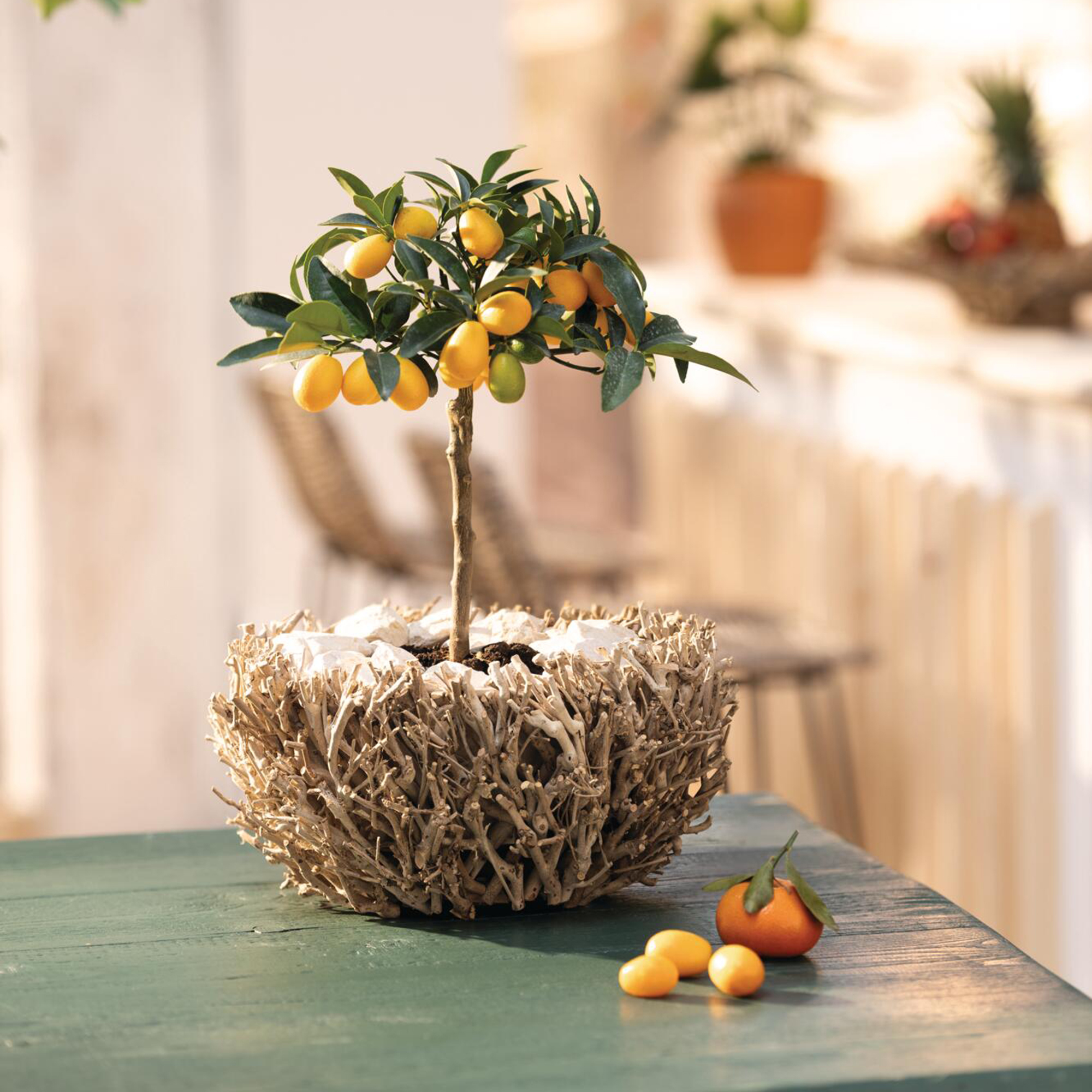 Acheter Jardinière "ramifiée"  dans la boutique en ligne de Frank Flechtwaren pour Pots de fleurs