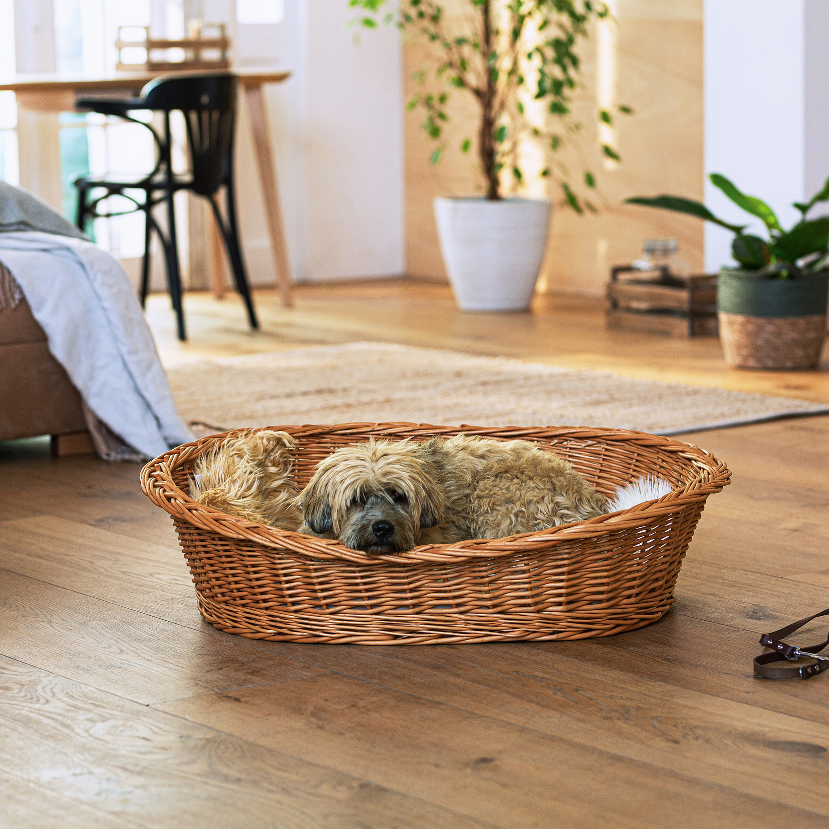 Acheter Panier pour chien "relax"  dans la boutique en ligne de Frank Flechtwaren