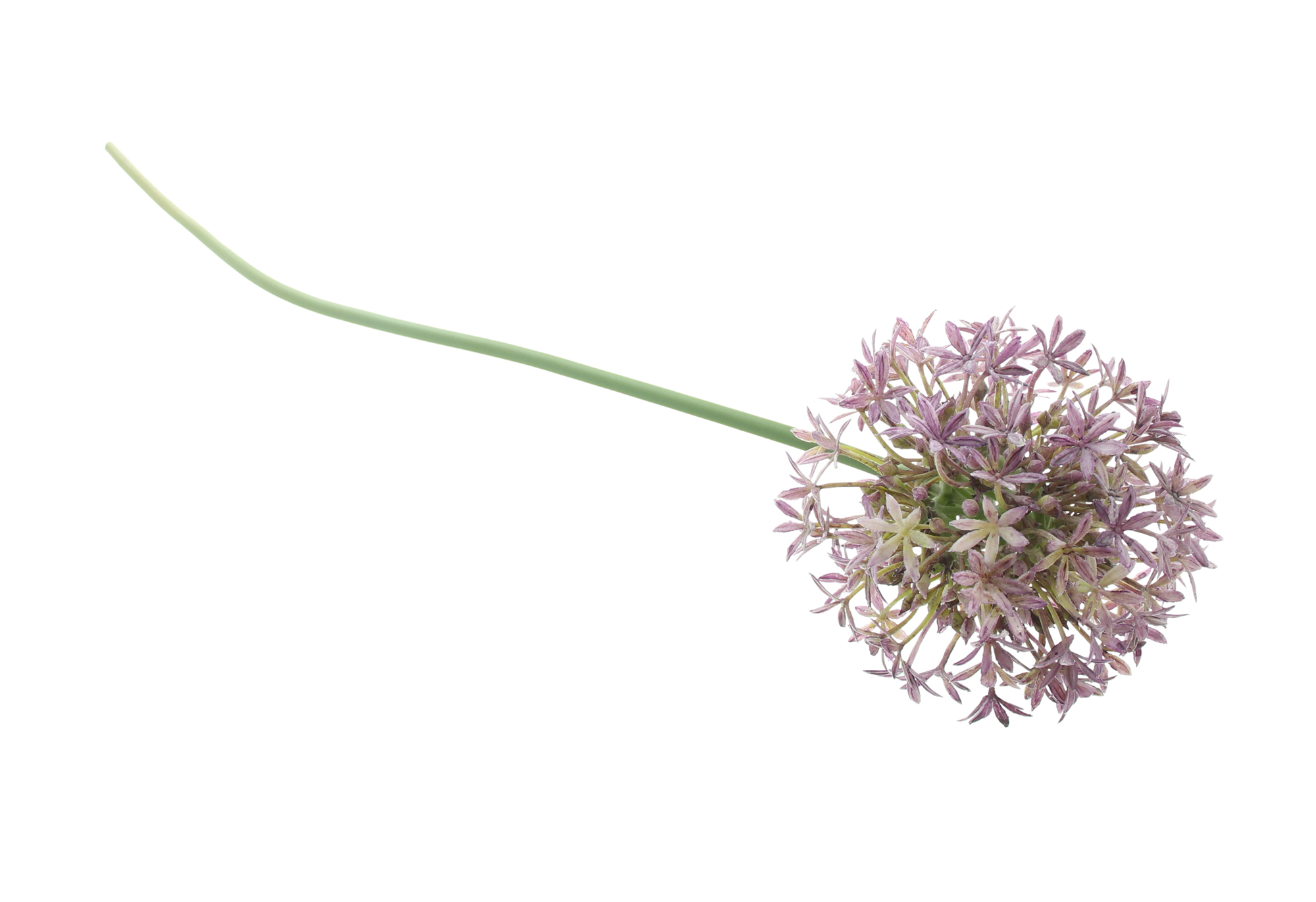 Acheter Fleur "Allium"  dans la boutique en ligne de Frank Flechtwaren pour Plantes artificielles