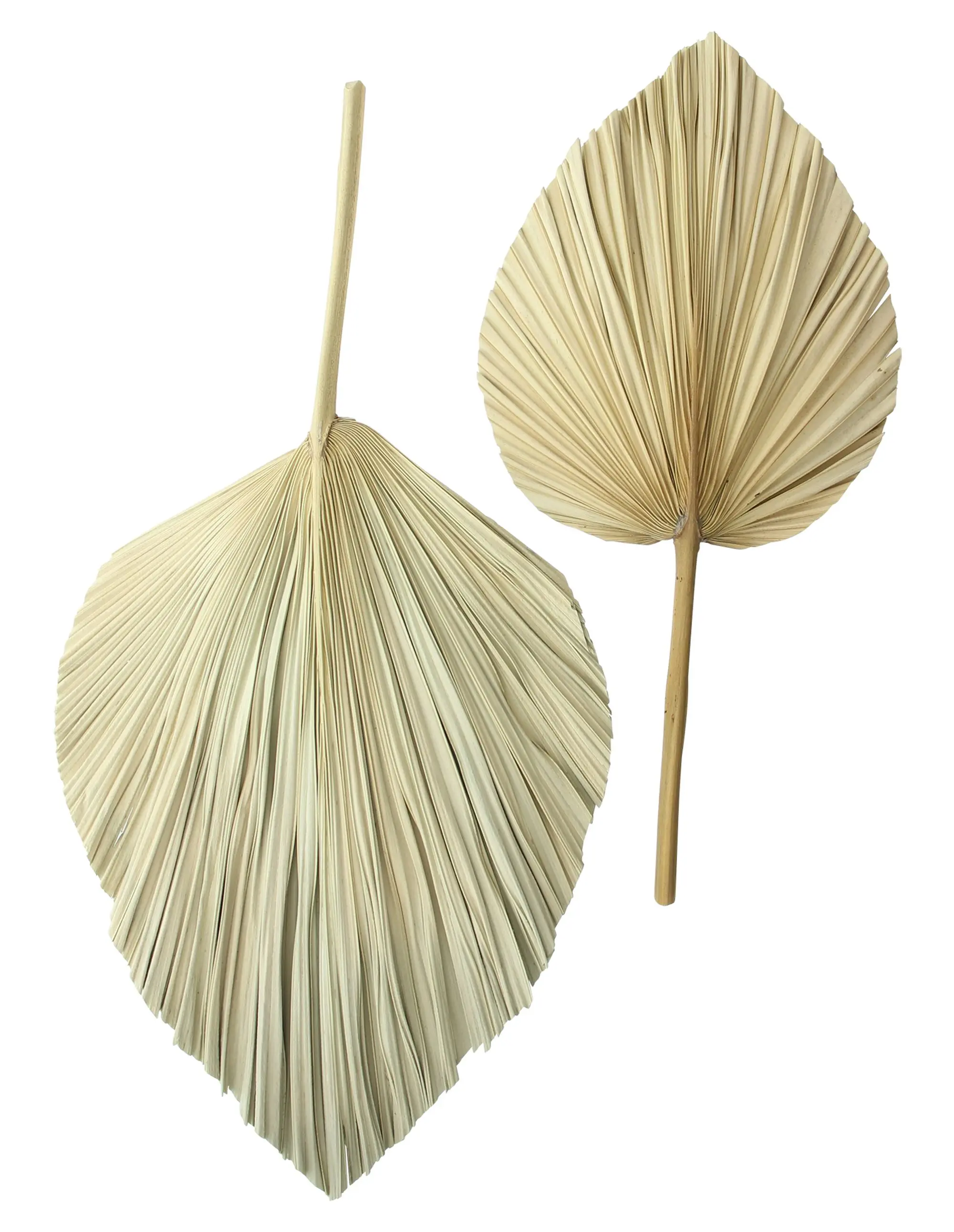 Acheter Lot de 2 feuilles de décoration "palme"  dans la boutique en ligne de Frank Flechtwaren pour Décorations murales