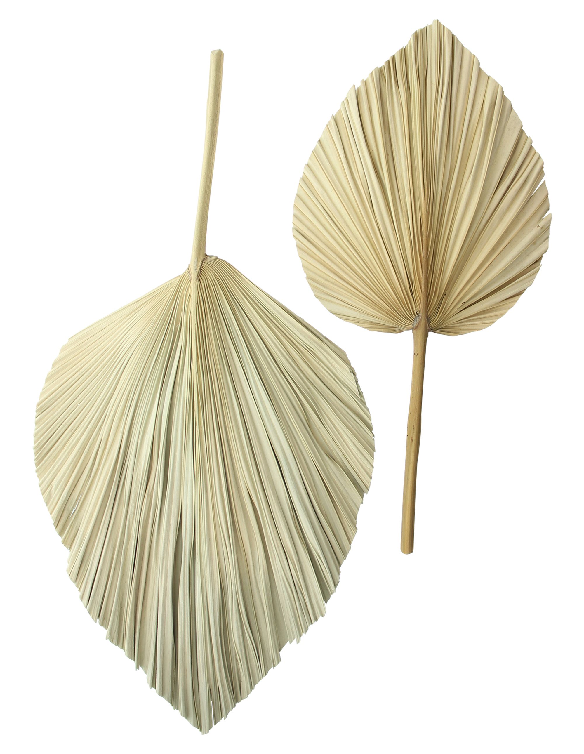 Acheter Lot de 2 feuilles de décoration "palme" dans la boutique en ligne de Frank Flechtwaren pour Automne Acheter Lot de 2 feuilles de décoration "palme" dans la boutique en ligne de Frank Flechtwaren pour Automne