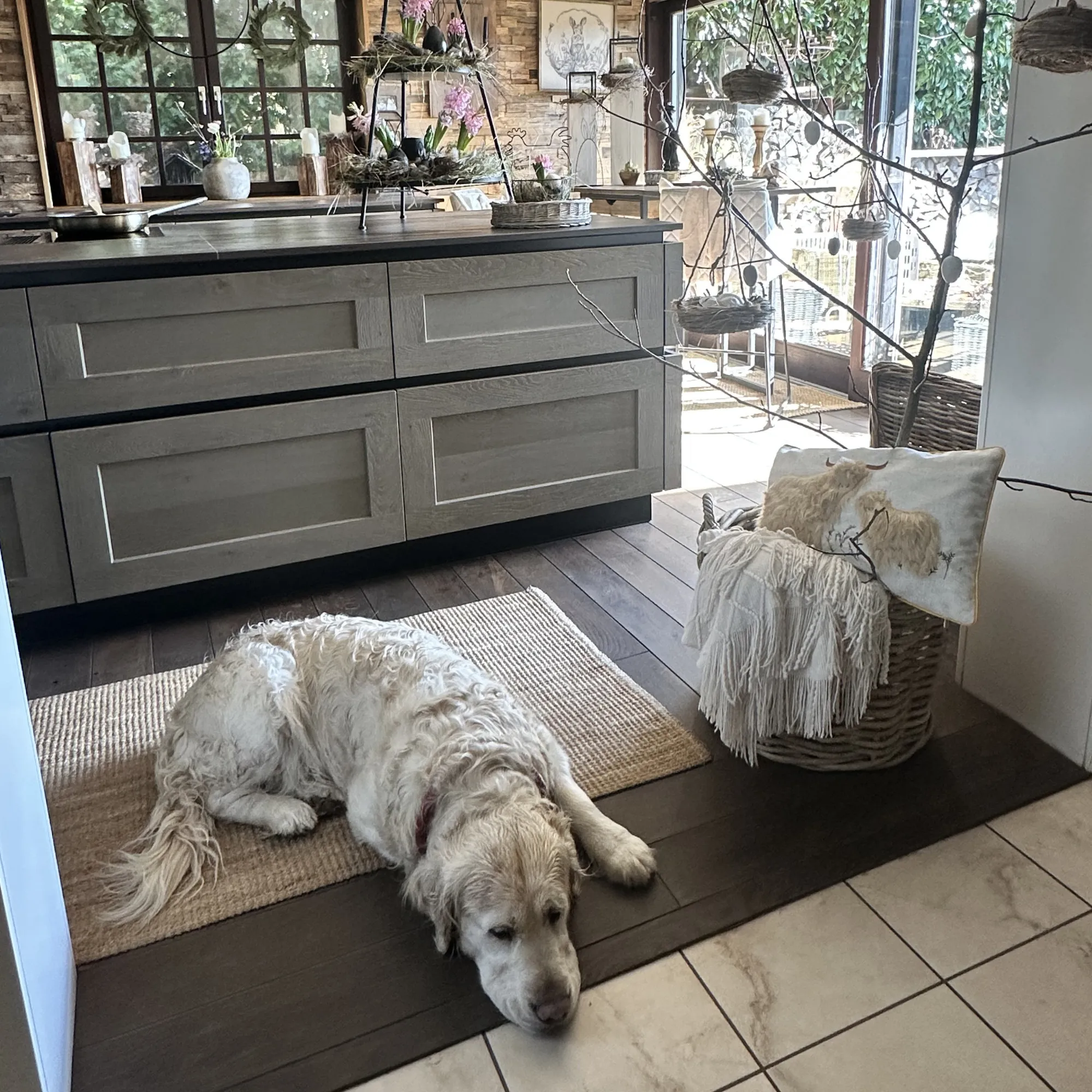 Espace de vie : cuisine décorée de manière naturelle avec des coussins, un panier, une couverture et un chien allongé, l'air détendu