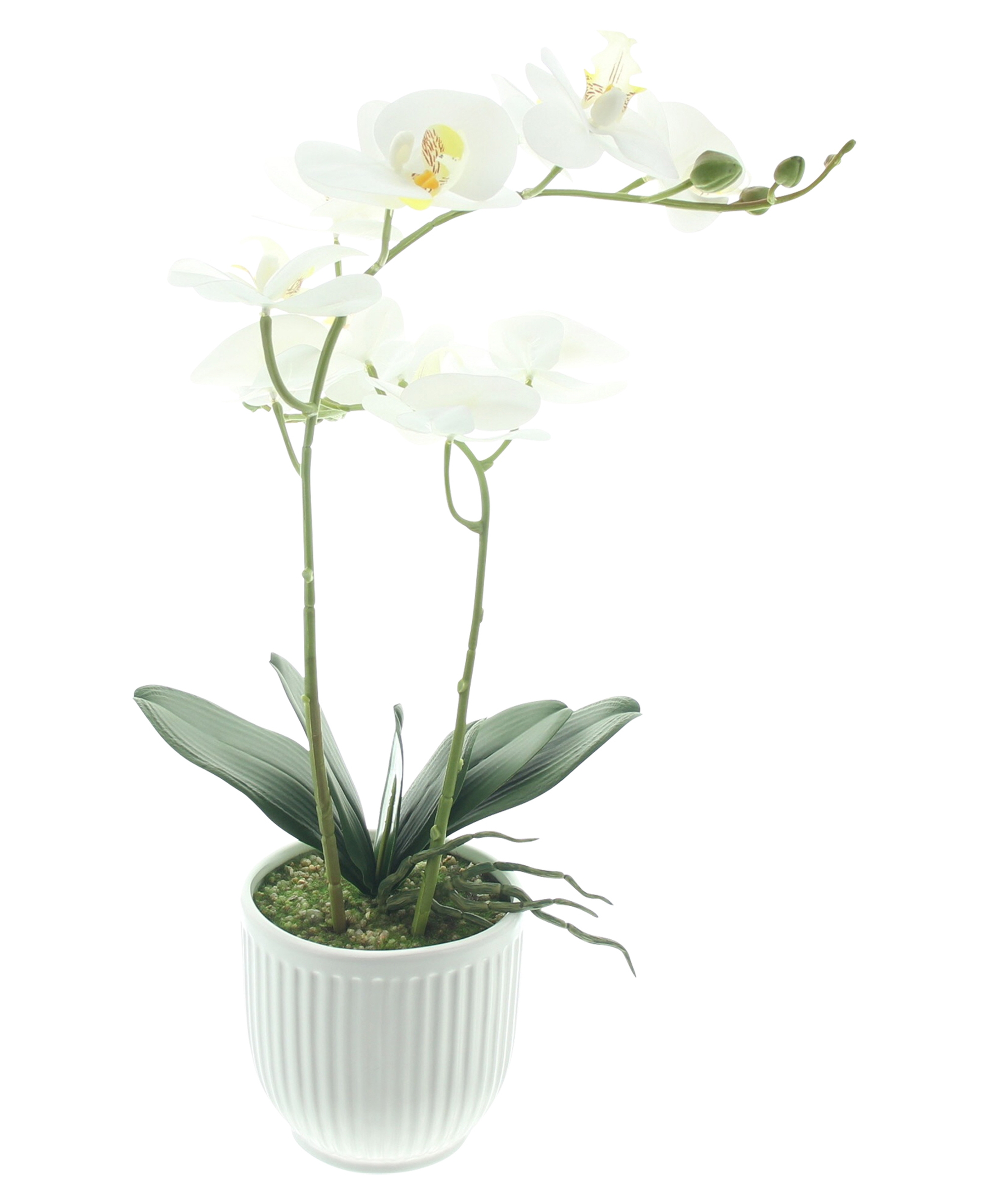 Acheter Orchidée en pot "White Butterfly"  dans la boutique en ligne de Frank Flechtwaren pour Nouvel arrivage