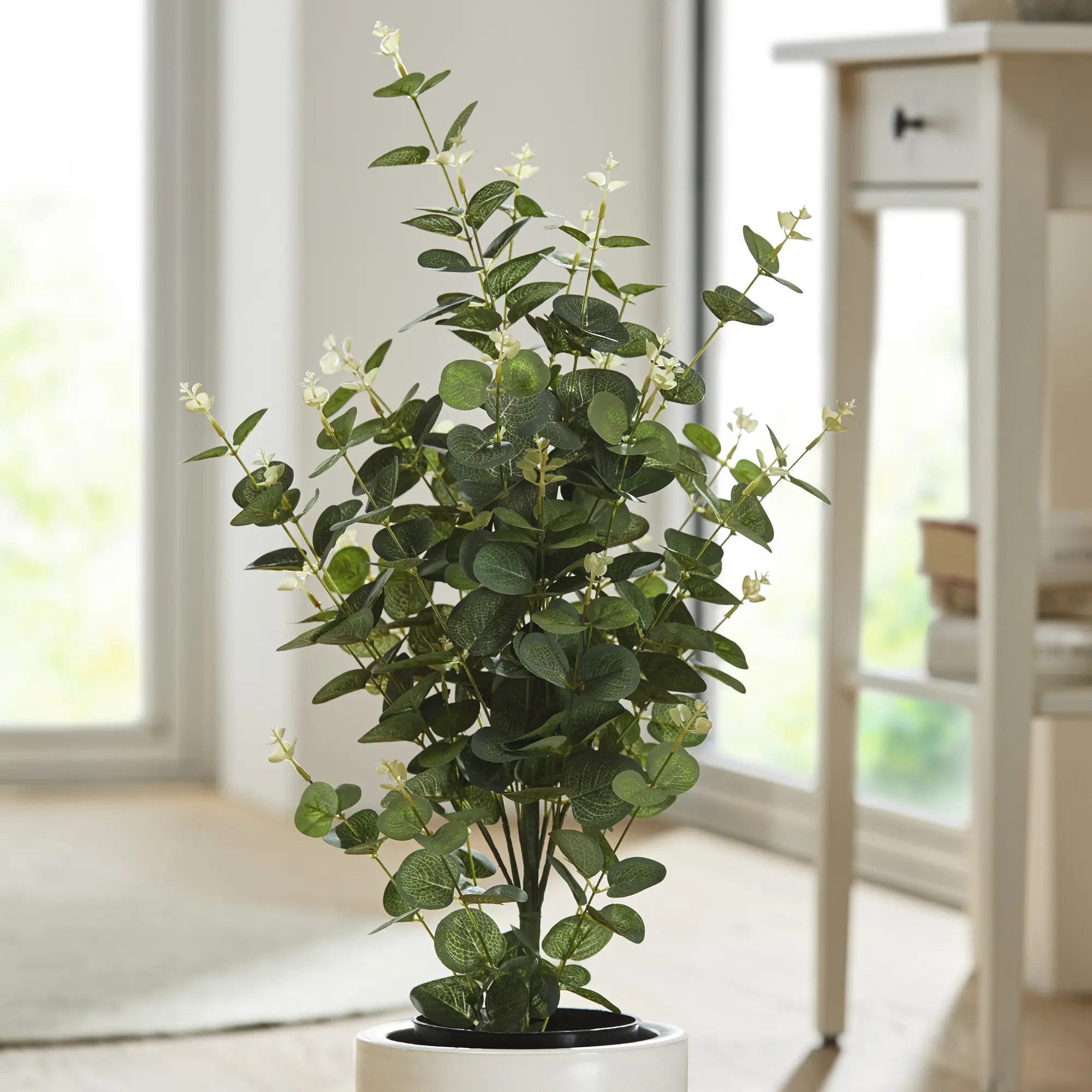 Acheter Plante en pot "eucalyptus"  dans la boutique en ligne de Frank Flechtwaren