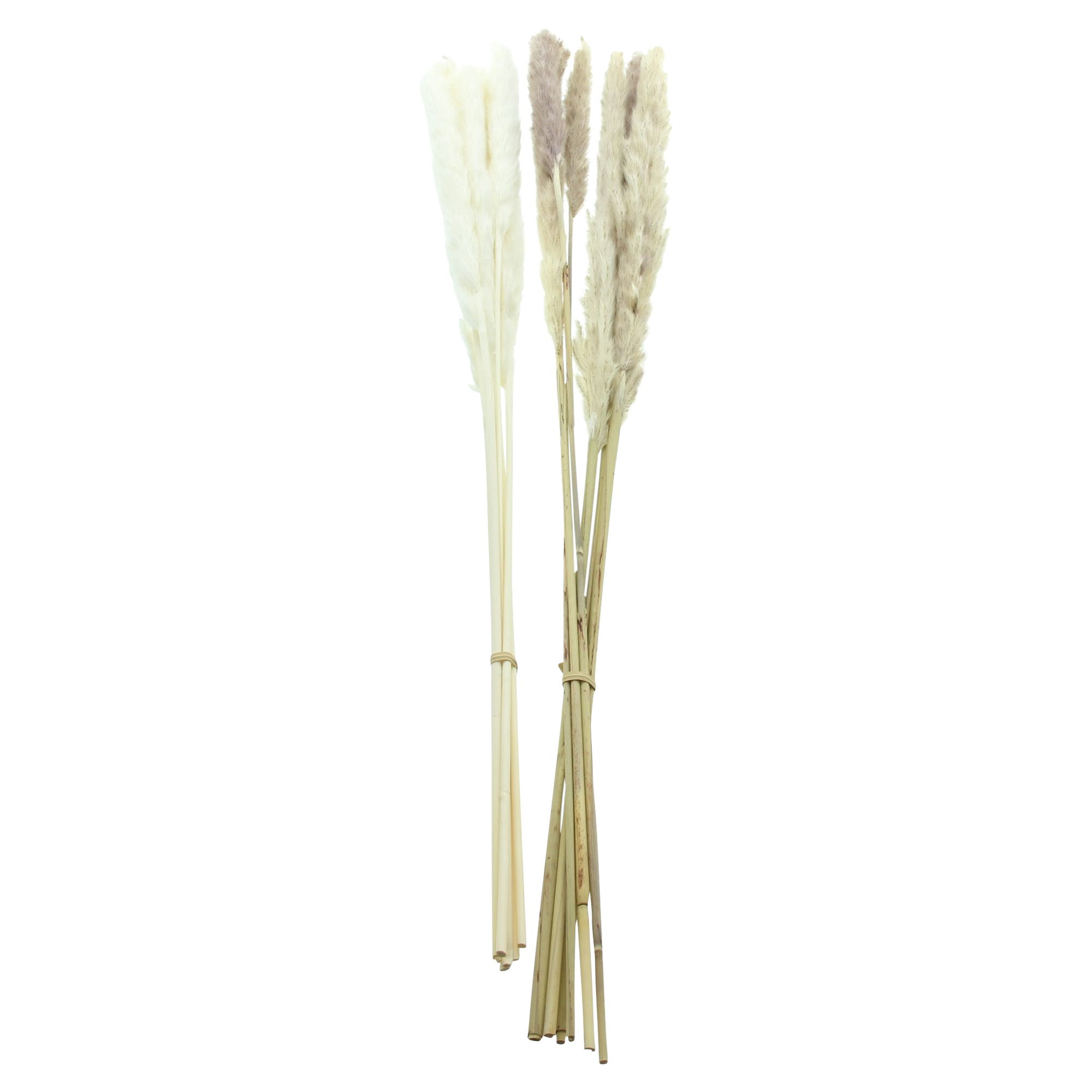 Acheter Lot de 2 plantes "roseau"  dans la boutique en ligne de Frank Flechtwaren pour Plantes artificielles
