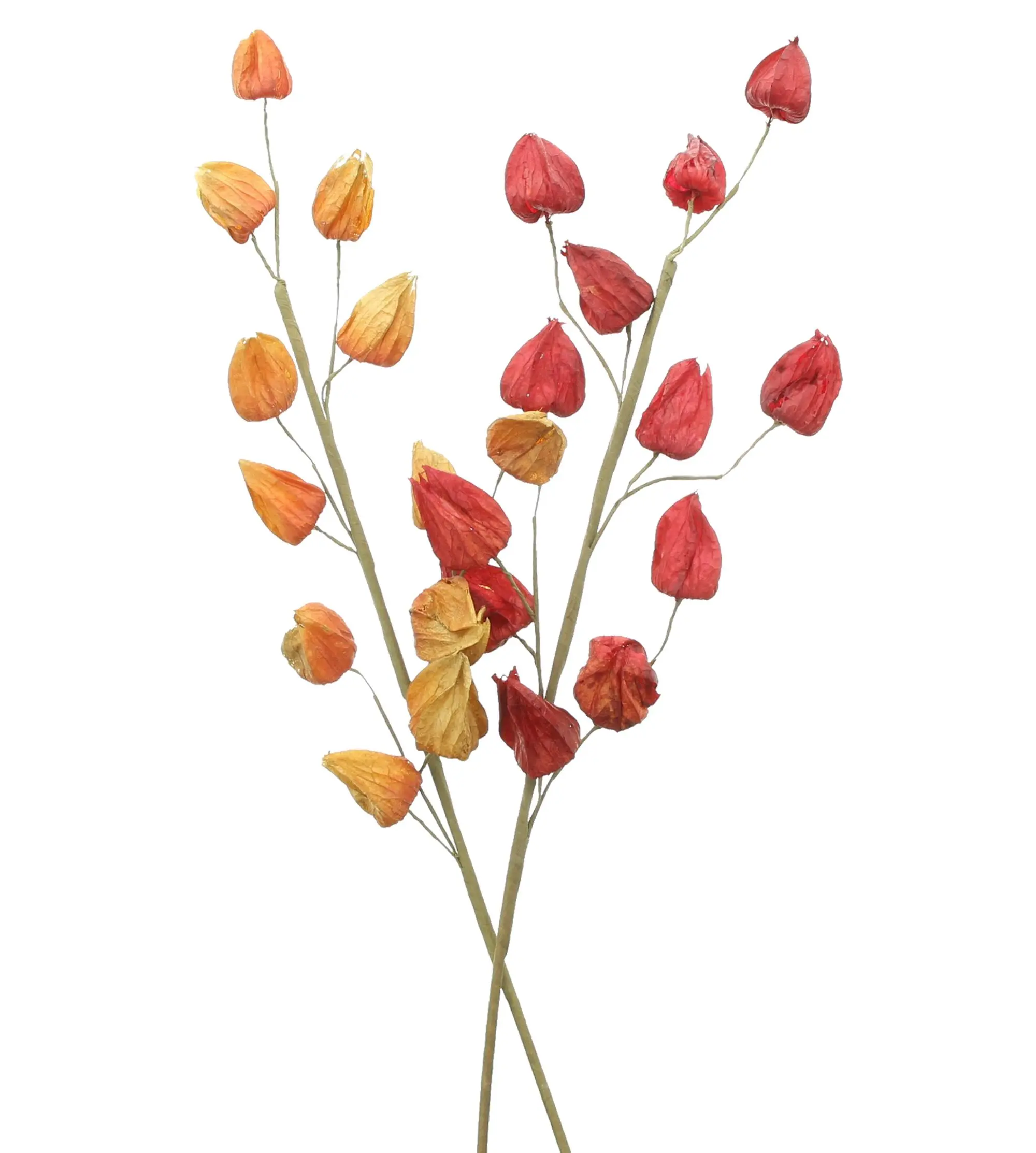 Acheter Branche décorative « Physalis », lot de 2 dans la boutique en ligne de Frank Flechtwaren pour Promenade en forêt
