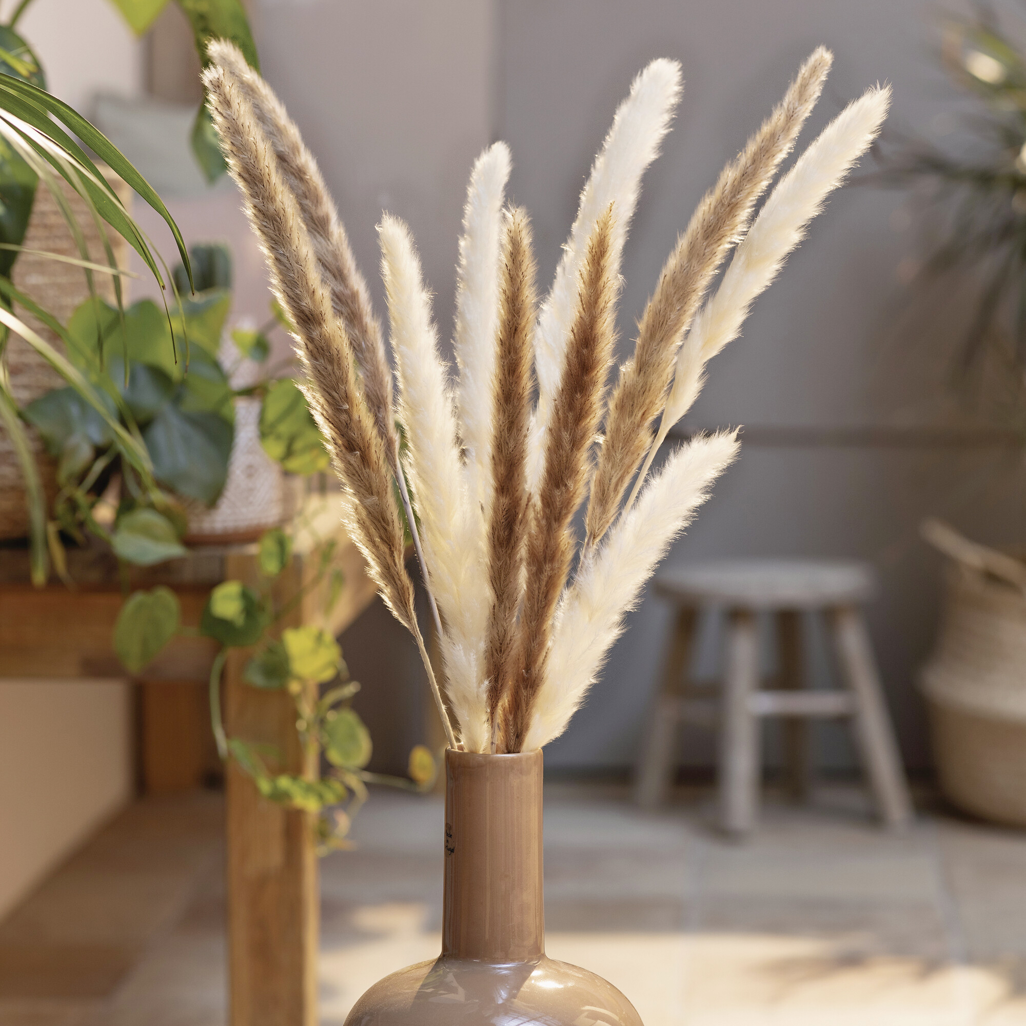 Acheter Lot de 2 plantes "roseau"  dans la boutique en ligne de Frank Flechtwaren