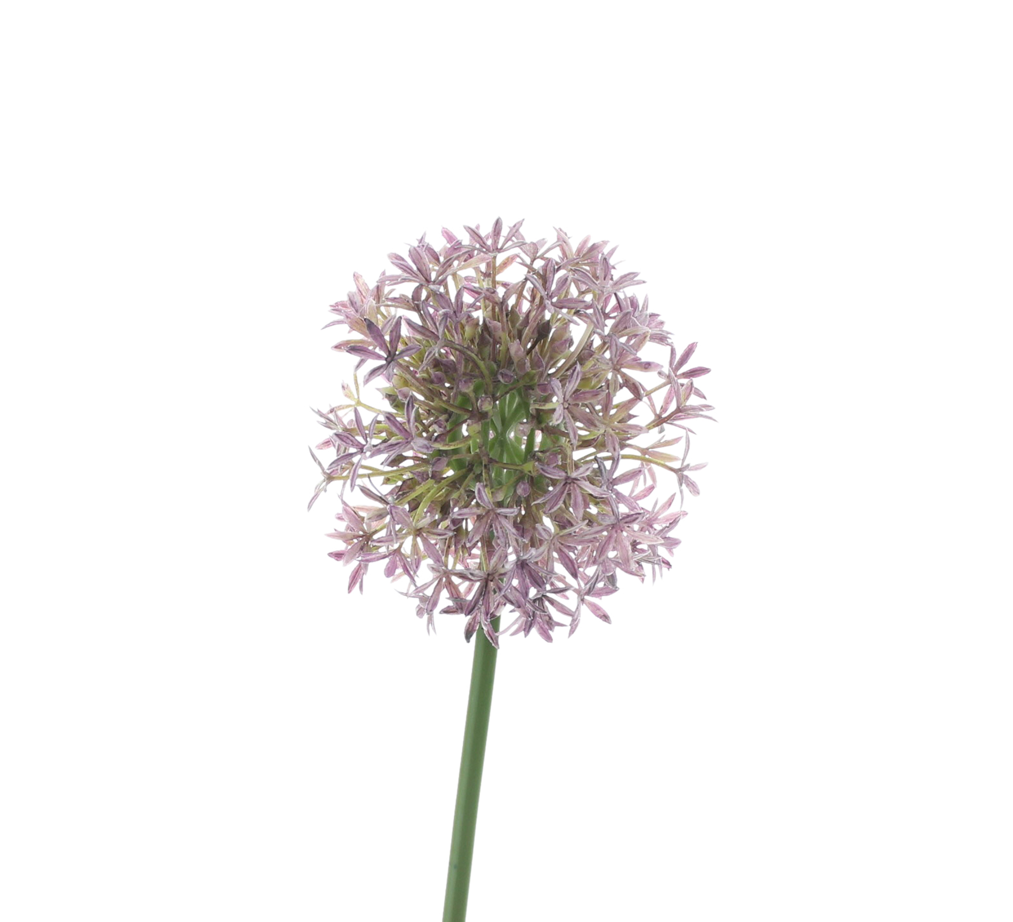 Acheter Fleur "Allium"  dans la boutique en ligne de Frank Flechtwaren pour Plantes artificielles