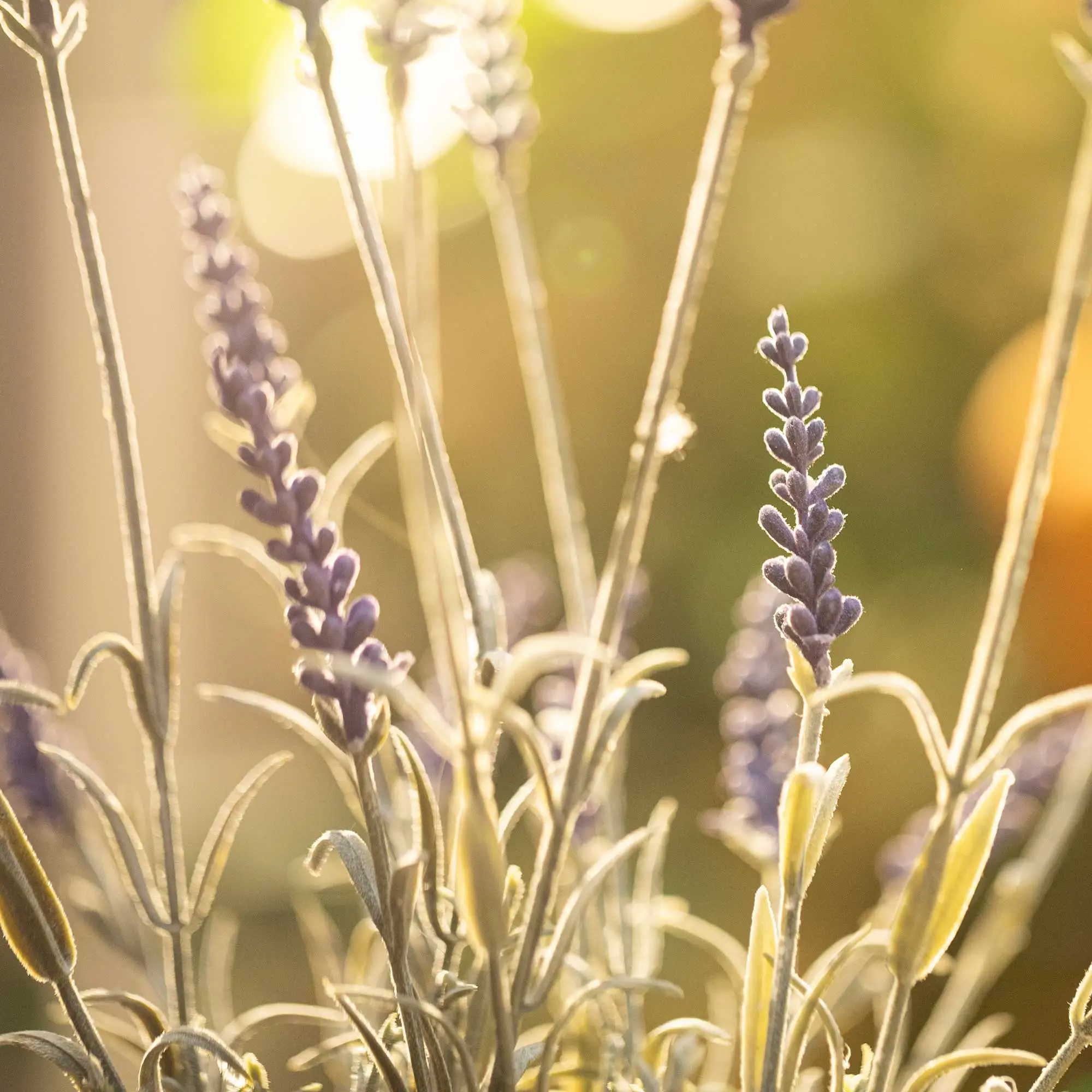 Acheter Fleur artificielle "Branches de lavande"  dans la boutique en ligne de Frank Flechtwaren