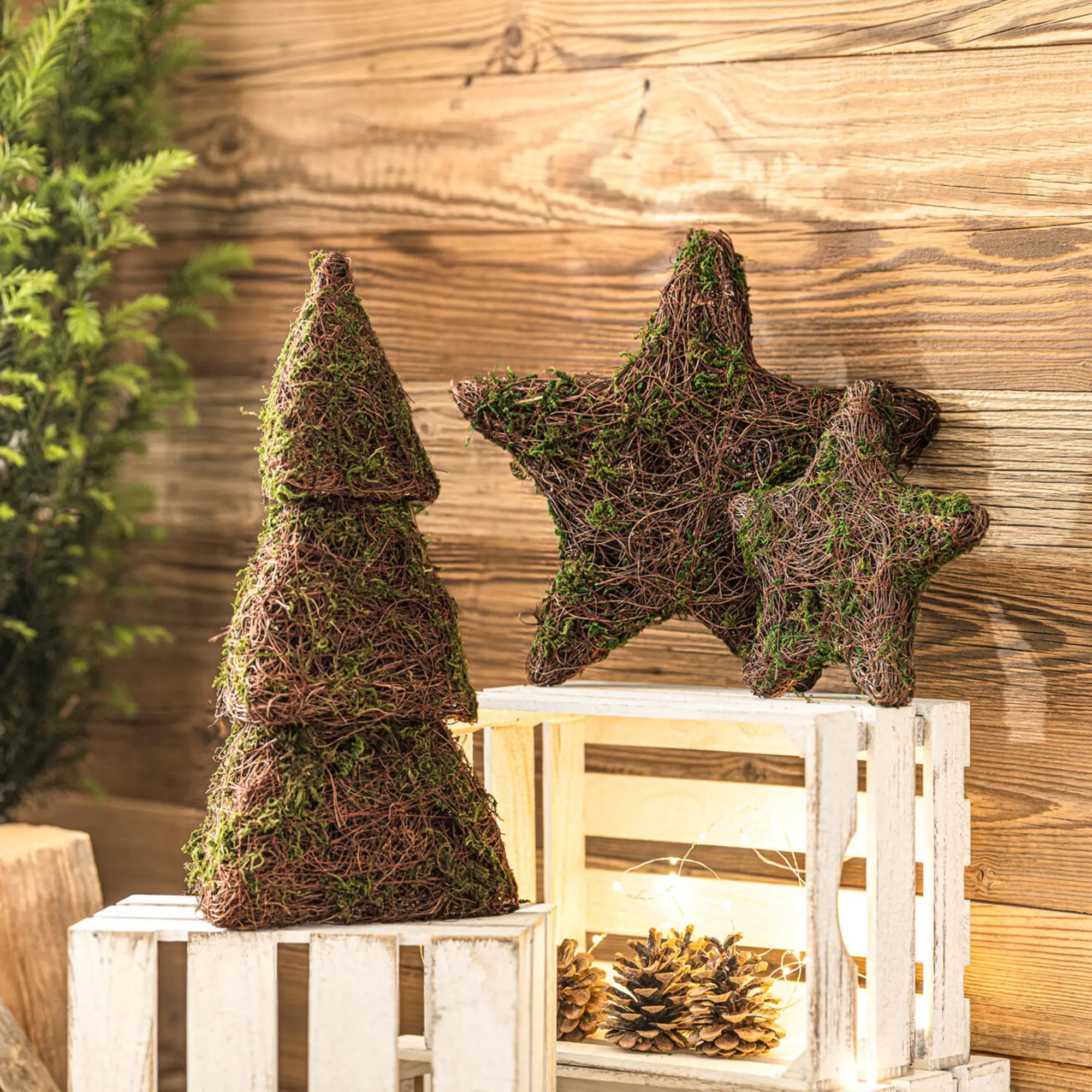 Acheter Pyramide de sapin « Mousse »  dans la boutique en ligne de Frank Flechtwaren pour Sapins