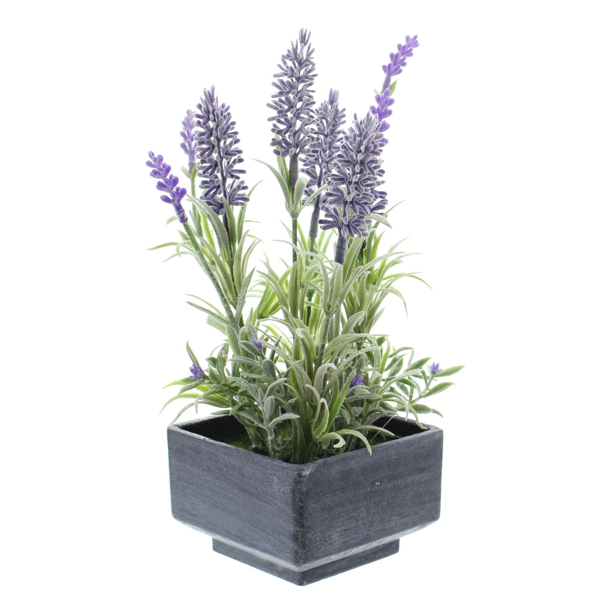 Acheter Lavande en pot dans la boutique en ligne de Frank Flechtwaren pour Plantes artificielles Acheter Lavande en pot dans la boutique en ligne de Frank Flechtwaren pour Plantes artificielles