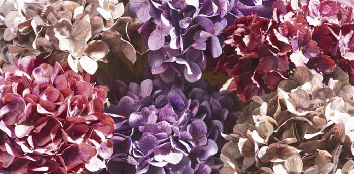 Décoration d'automne : des fleurs d'hortensias aux teintes de baies et de violet pour embellir votre intérieur