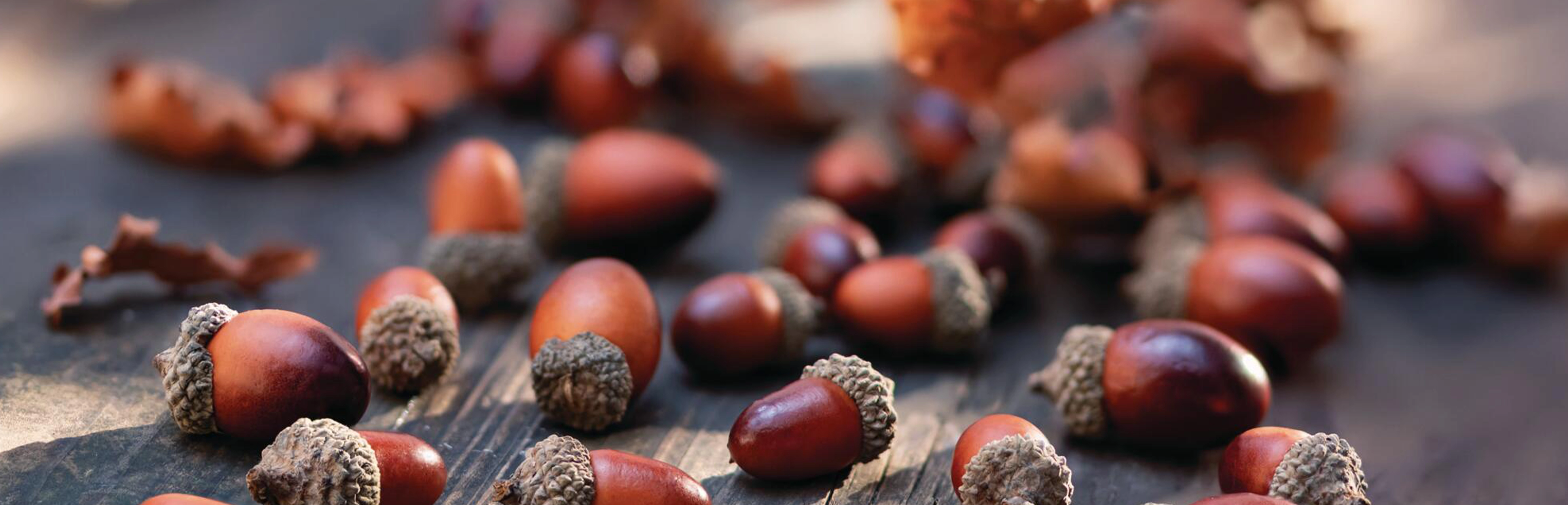Décoration d'automne : des glands et des feuilles d'automne éparpillés sur du bois pour une décoration de table naturelle