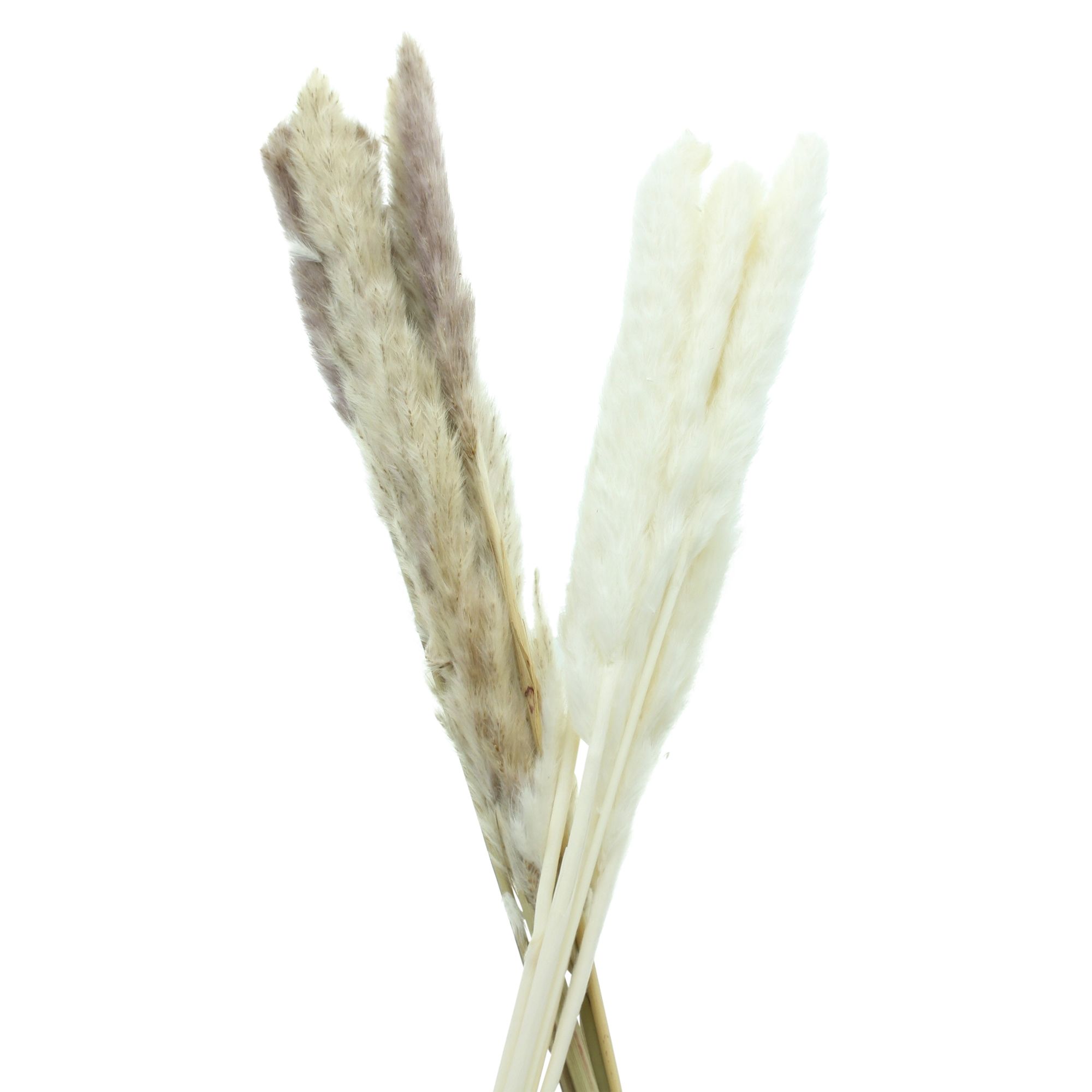 Acheter Lot de 2 plantes "roseau"  dans la boutique en ligne de Frank Flechtwaren pour Plantes artificielles