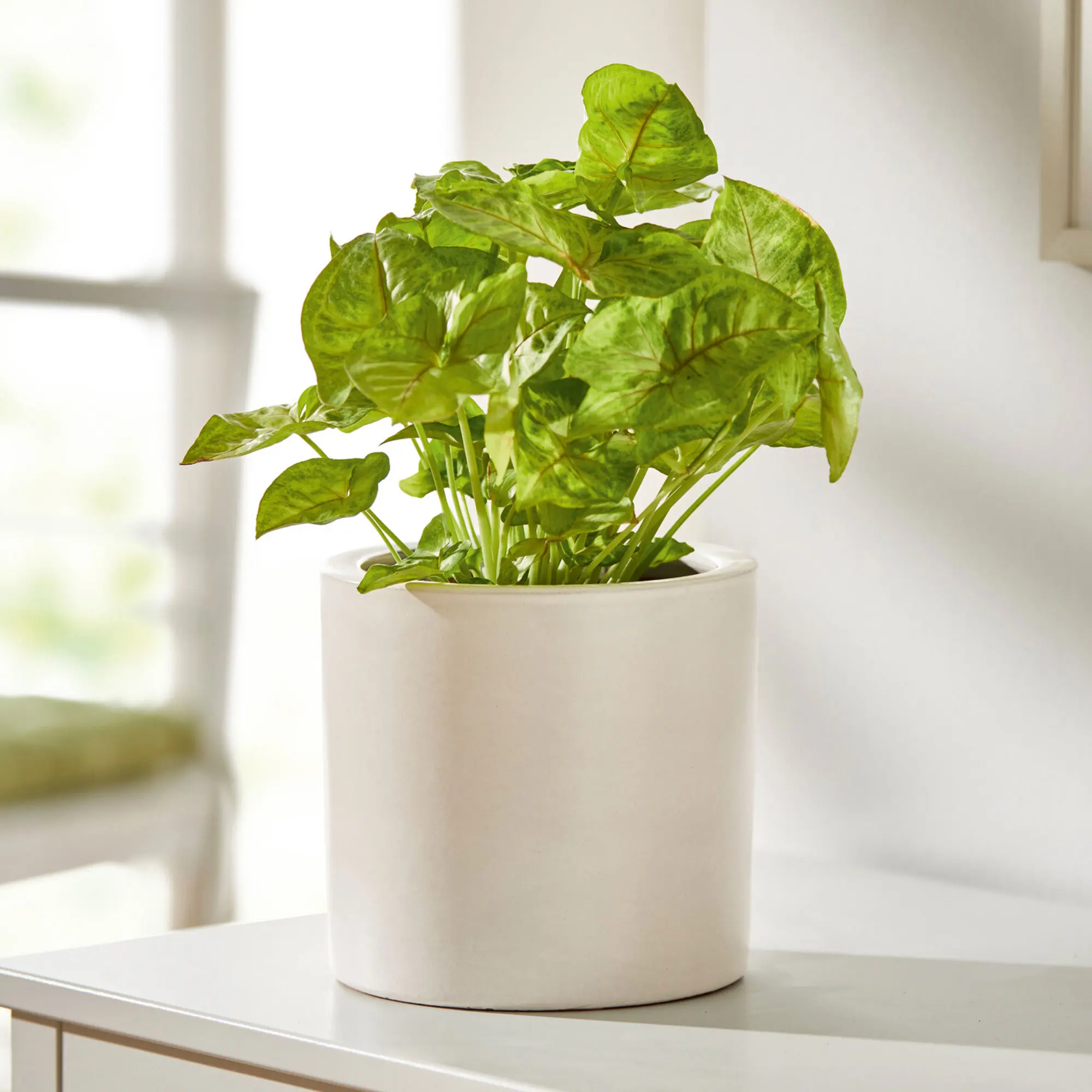 Acheter Cache-pot "blanc"  dans la boutique en ligne de Frank Flechtwaren