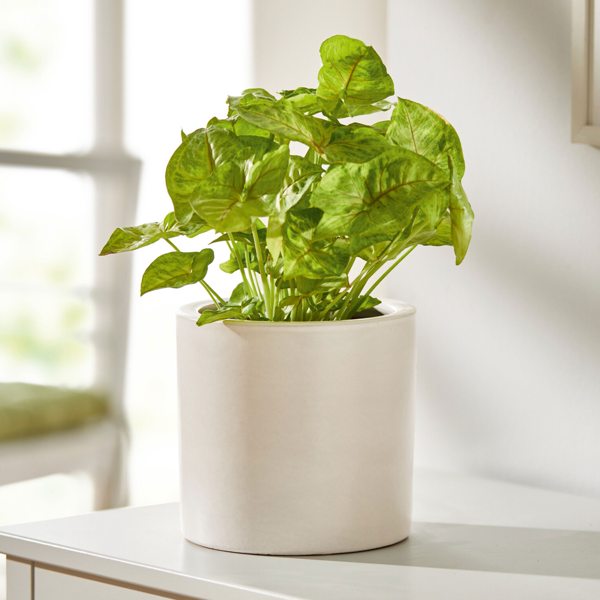 Acheter Cache-pot "blanc"  dans la boutique en ligne de Frank Flechtwaren