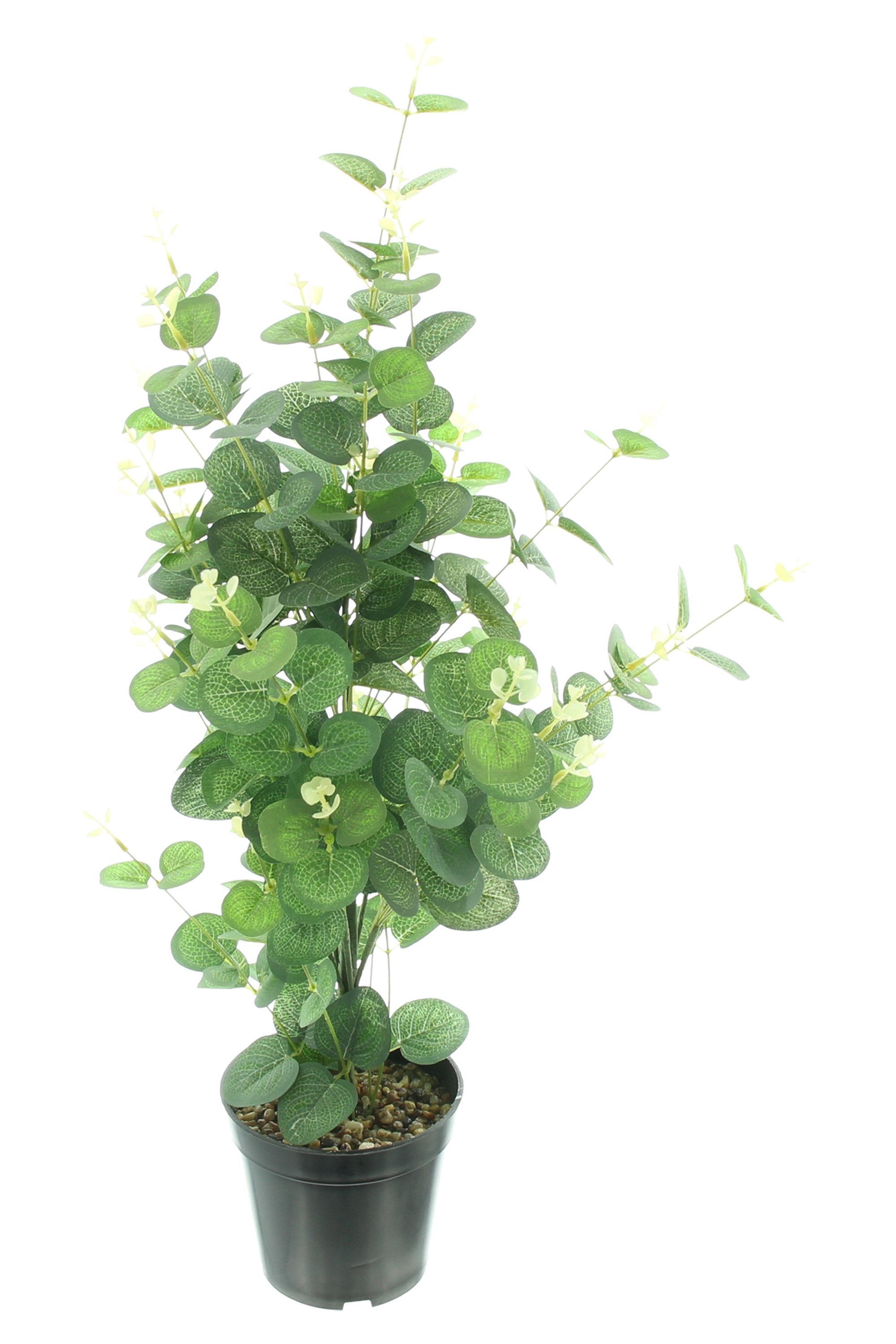 Acheter Plante en pot "eucalyptus" dans la boutique en ligne de Frank Flechtwaren pour Pâques Acheter Plante en pot "eucalyptus" dans la boutique en ligne de Frank Flechtwaren pour Pâques