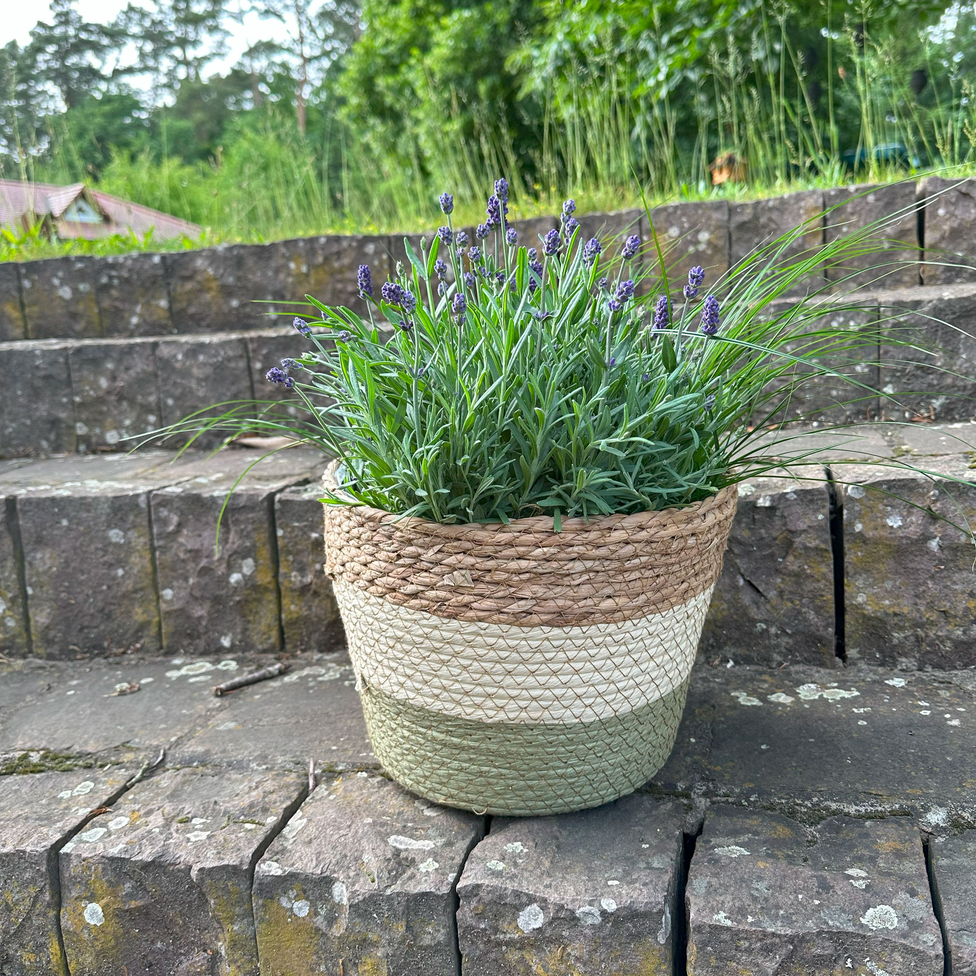 Acheter Jardinière "couleurs naturelles", PM dans la boutique en ligne de Frank Flechtwaren pour Jardinières corbeilles Acheter Jardinière "couleurs naturelles", PM dans la boutique en ligne de Frank Flechtwaren pour Jardinières corbeilles