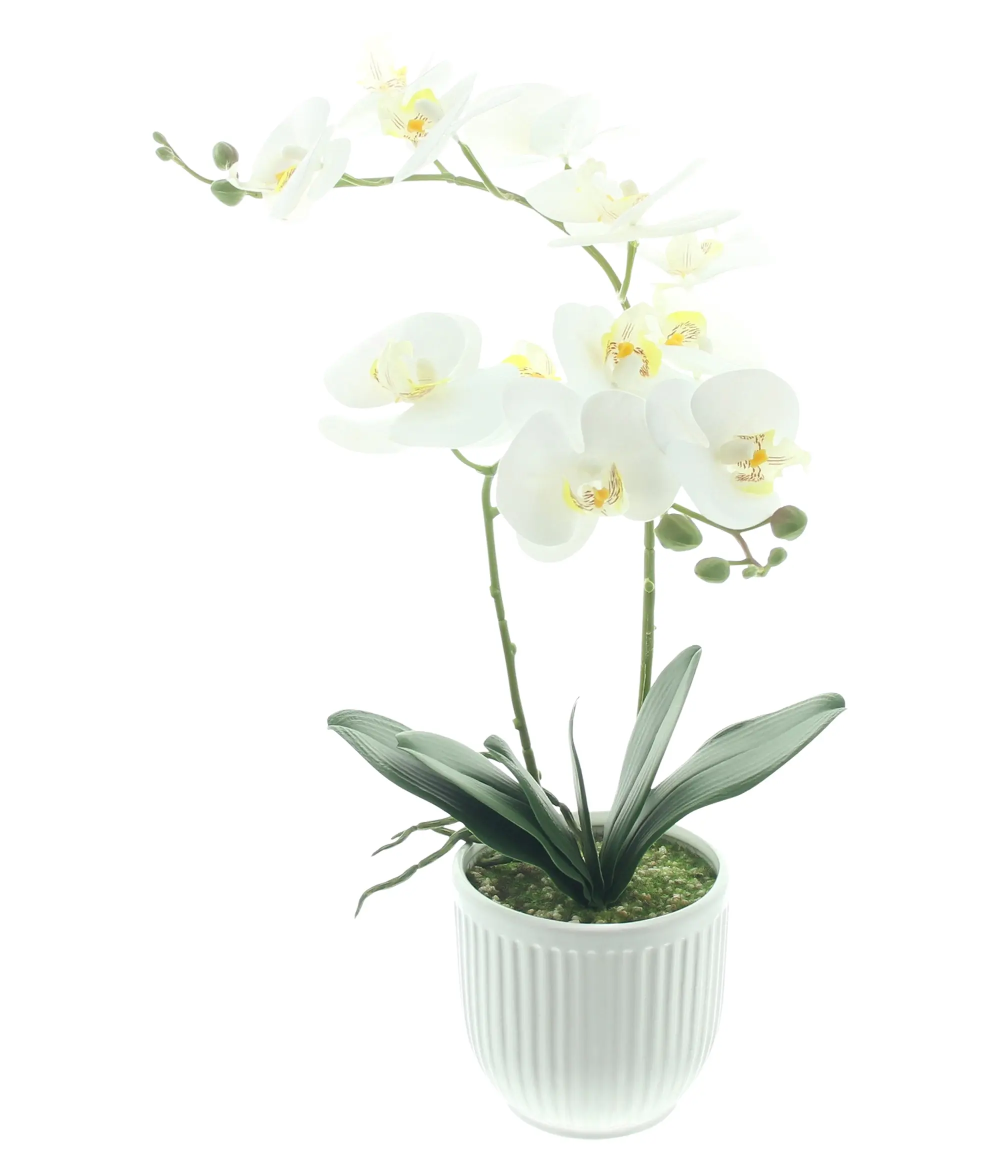Acheter Orchidée en pot "White Butterfly"  dans la boutique en ligne de Frank Flechtwaren pour Plantes artificielles