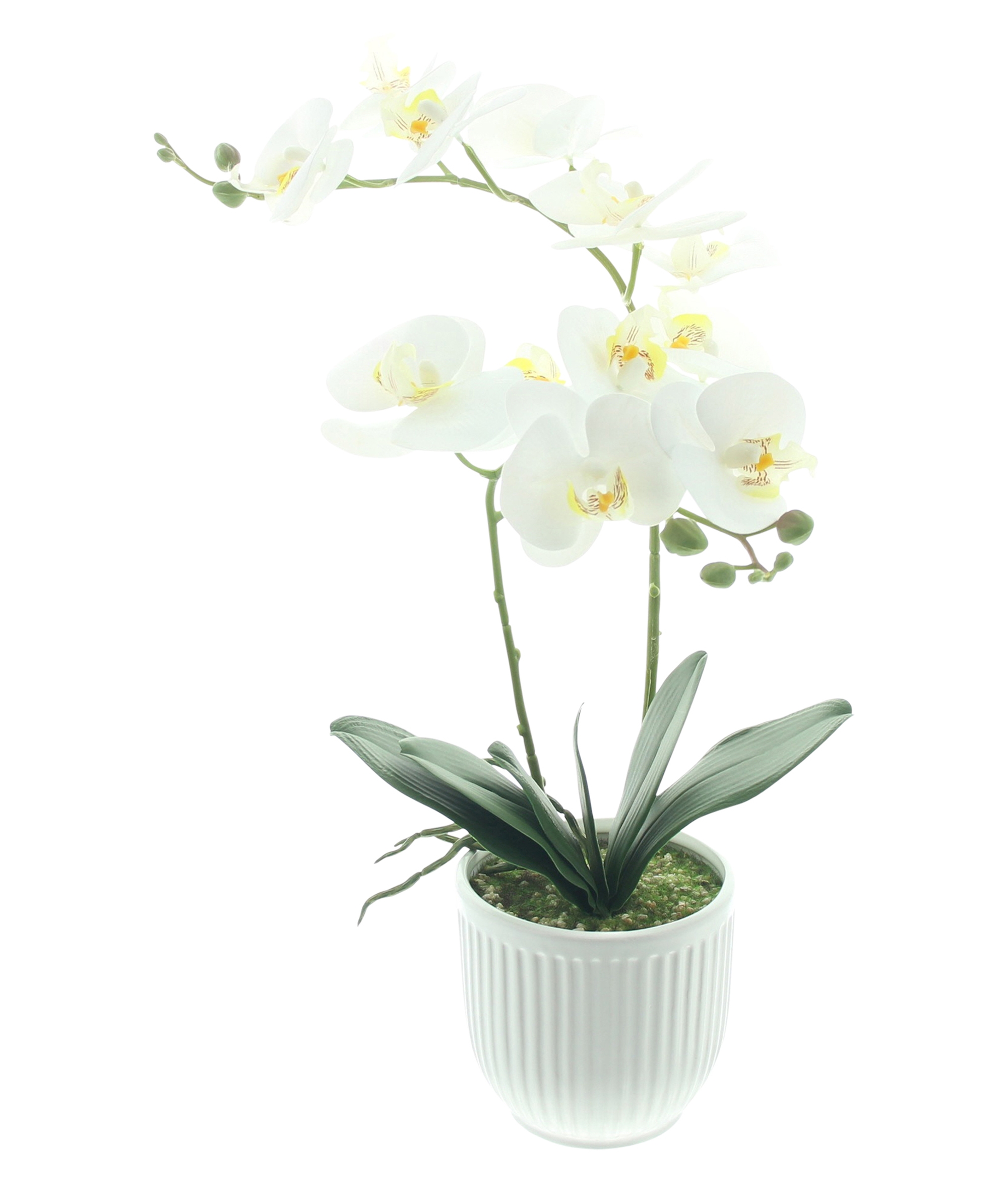 Acheter Orchidée en pot "White Butterfly"  dans la boutique en ligne de Frank Flechtwaren
