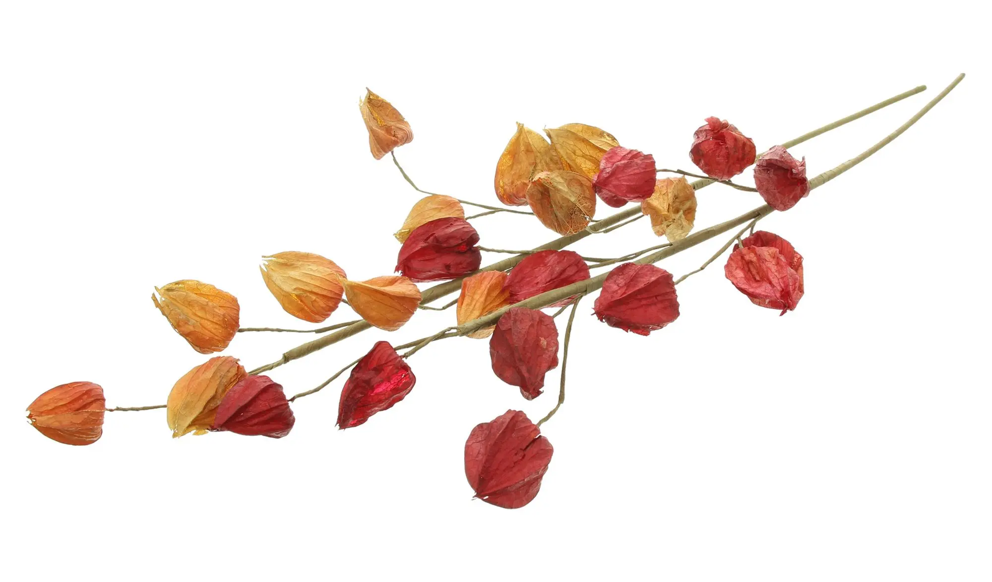 Acheter Branche décorative « Physalis », lot de 2 dans la boutique en ligne de Frank Flechtwaren pour Promenade en forêt