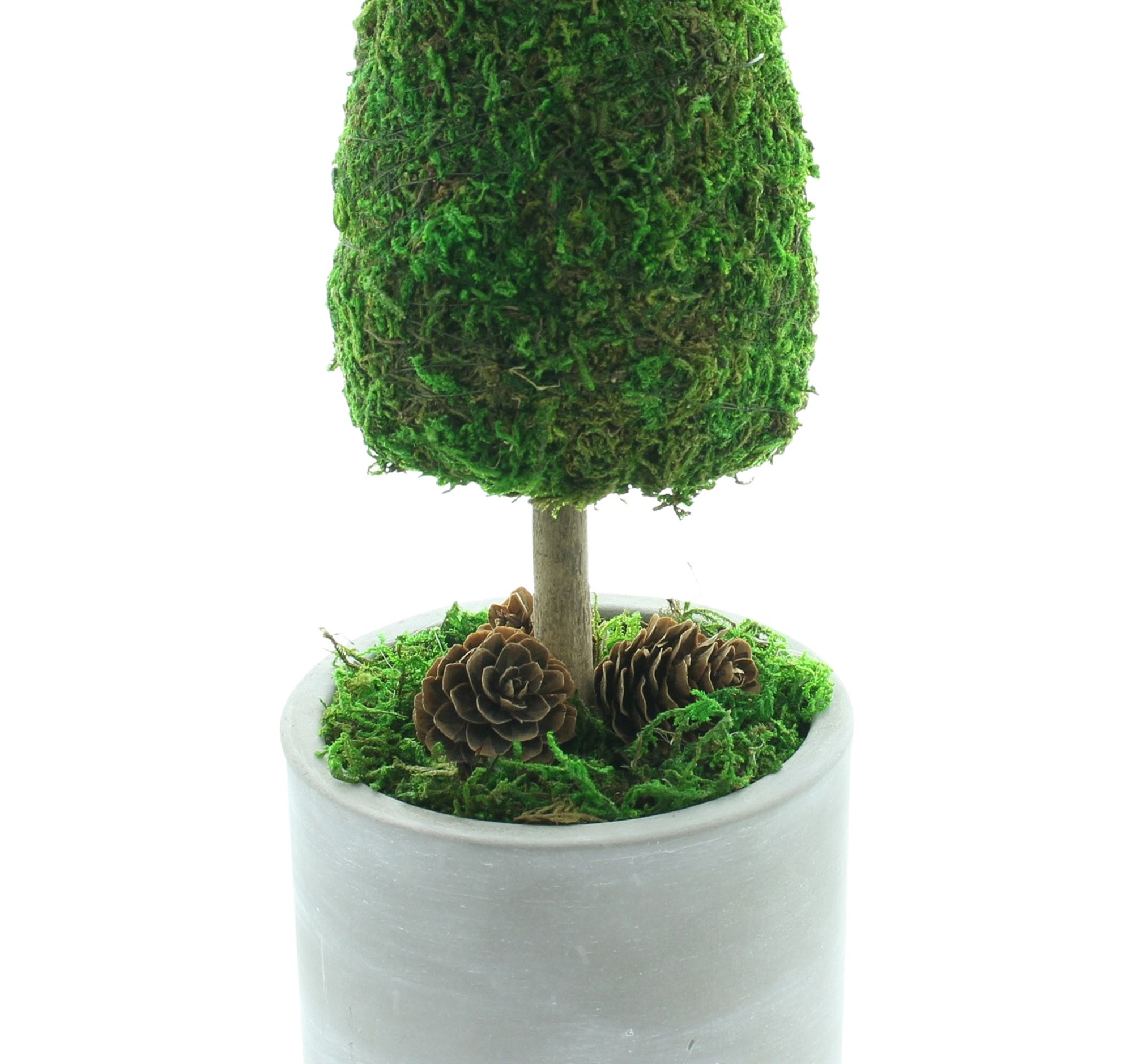 Acheter Sapin "mousse"  dans la boutique en ligne de Frank Flechtwaren pour Sapins