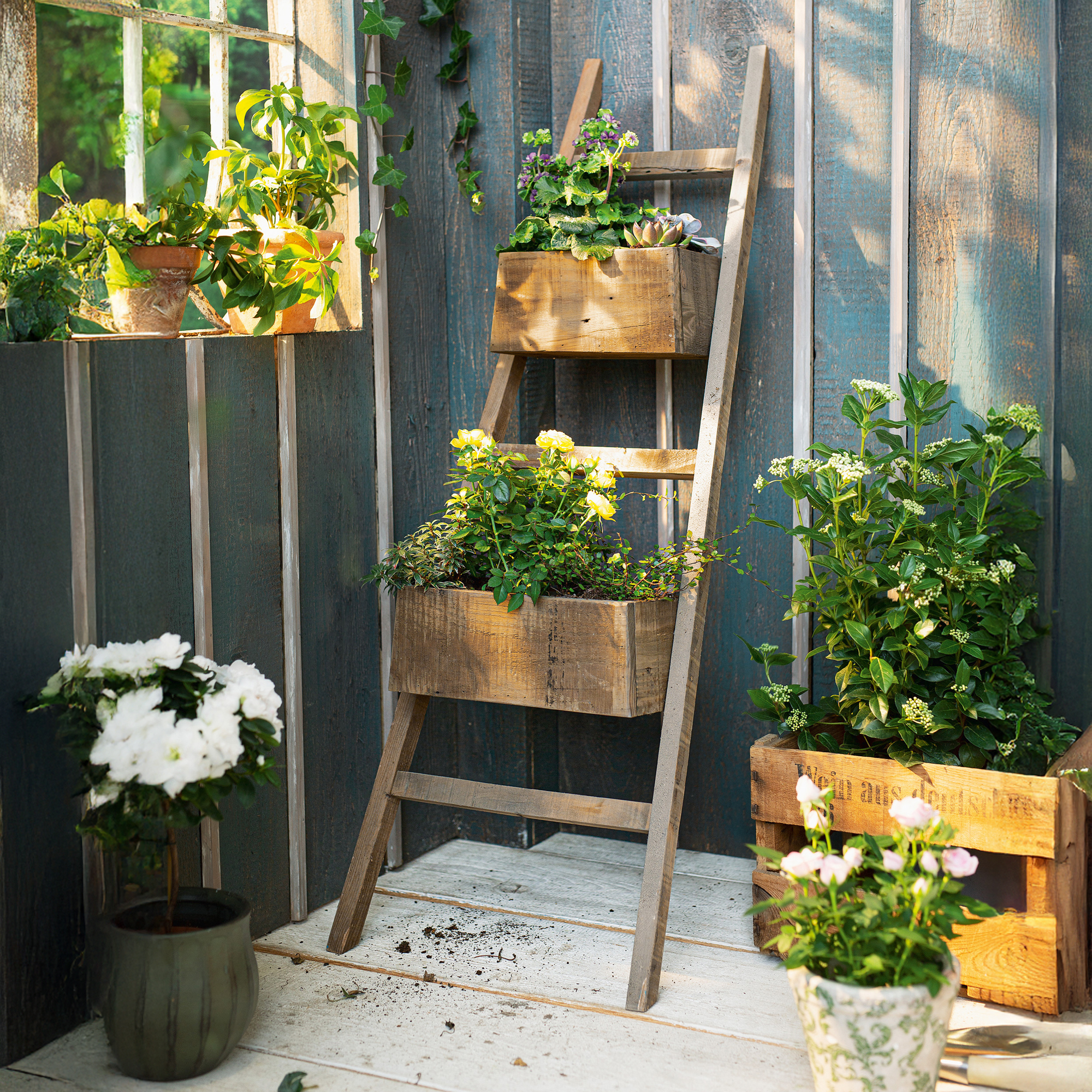 Acheter Échelle à plantes "rustique"  dans la boutique en ligne de Frank Flechtwaren