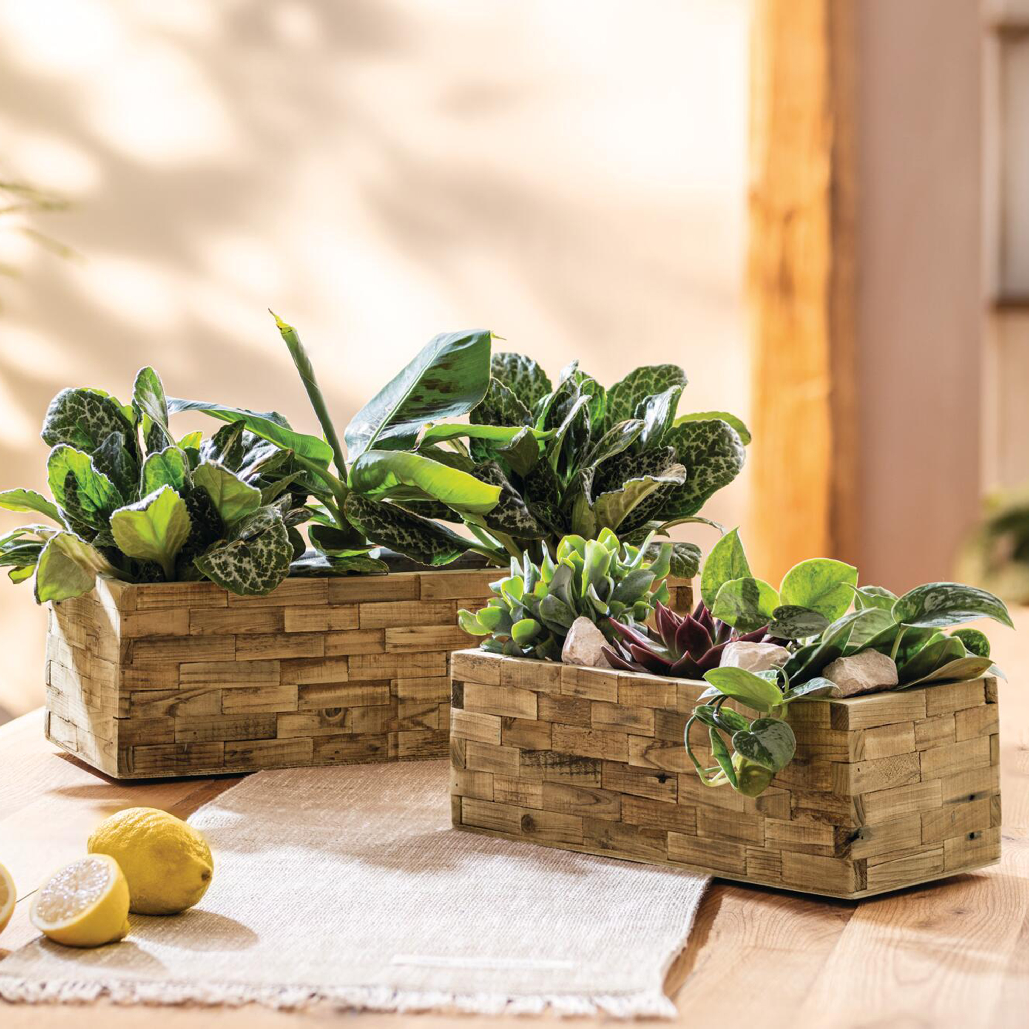 Acheter Lot de 2 jardinières "puro"  dans la boutique en ligne de Frank Flechtwaren