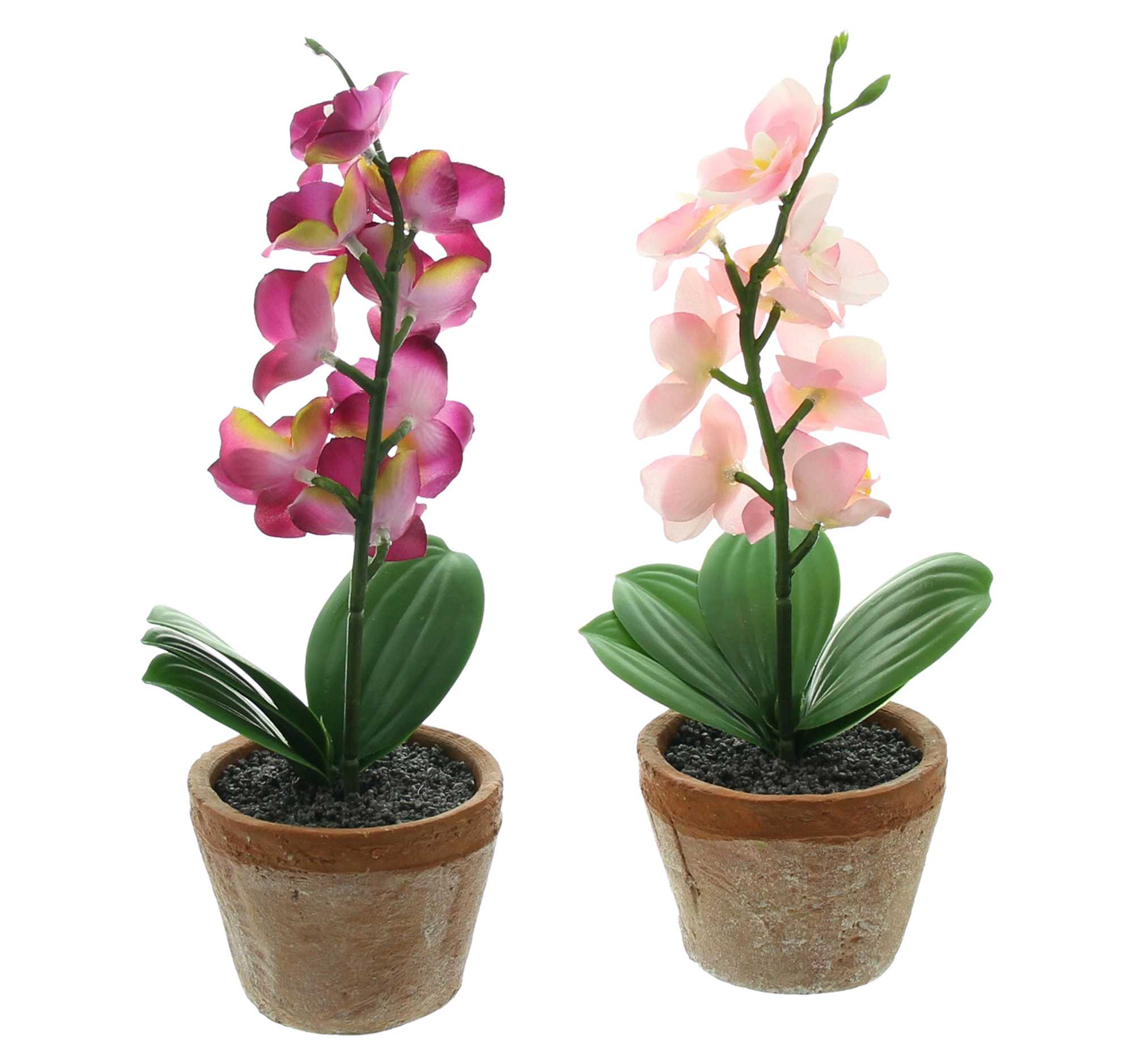 Acheter Lot de 2 orchidées en pot  dans la boutique en ligne de Frank Flechtwaren pour Pâques