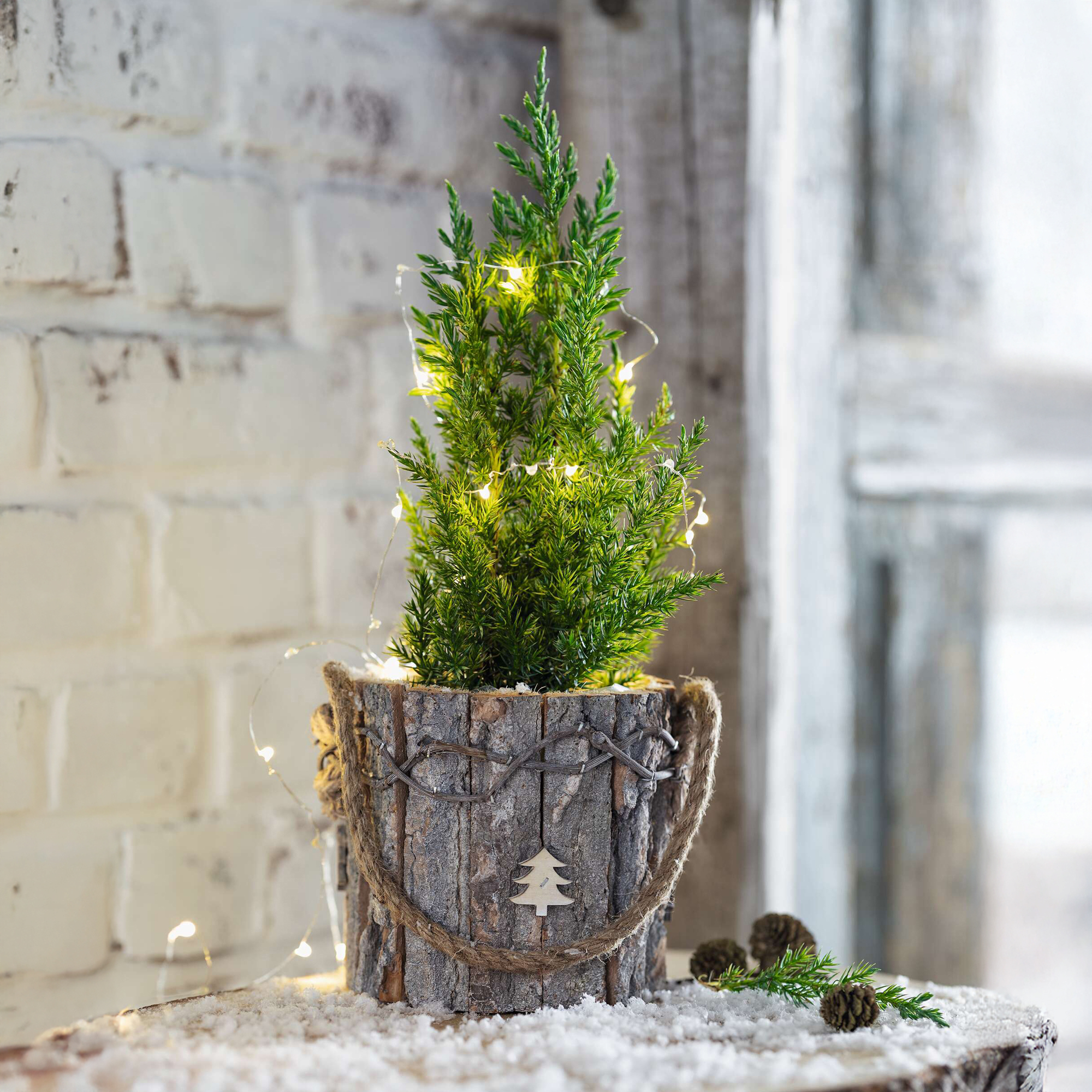Acheter Jardinière "petit sapin"  dans la boutique en ligne de Frank Flechtwaren