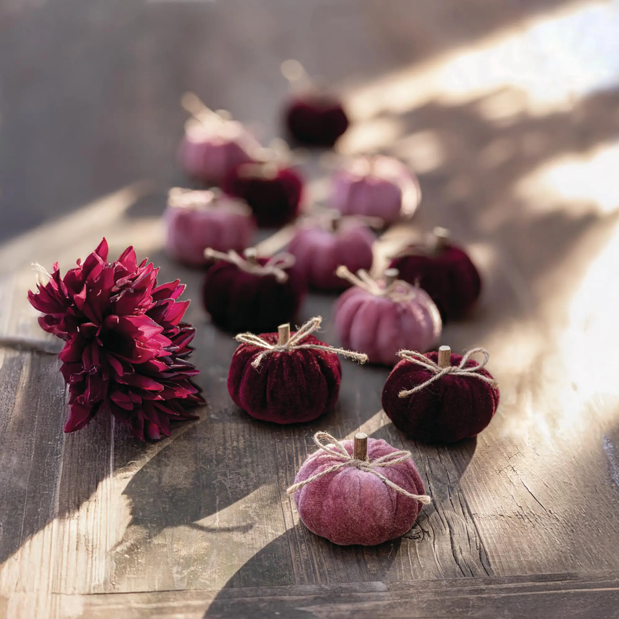 Acheter Citrouilles « Purple Mix », 6 lot de dans la boutique en ligne de Frank Flechtwaren