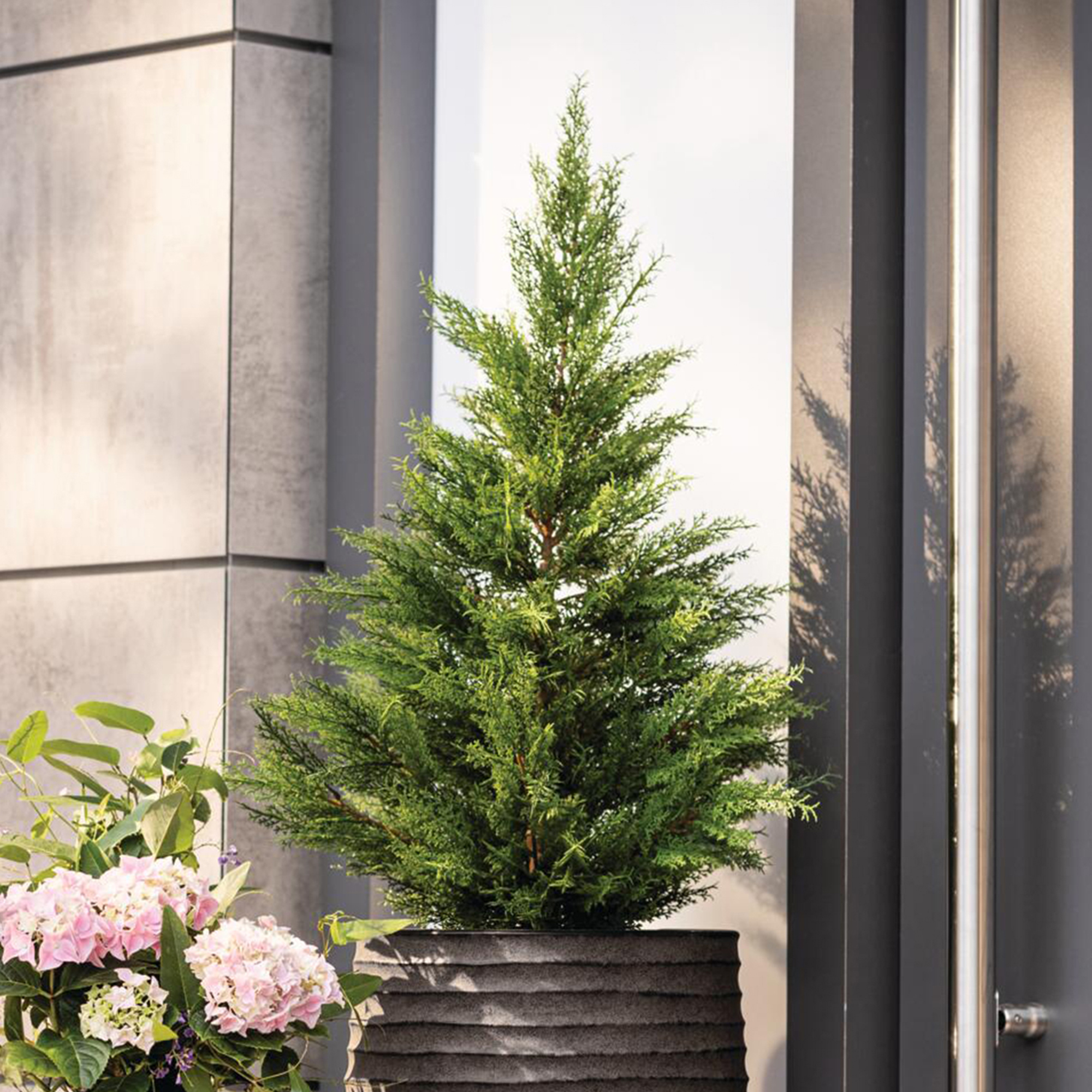 Acheter Plante artificielle "Conifère"  dans la boutique en ligne de Frank Flechtwaren pour Plantes artificielles