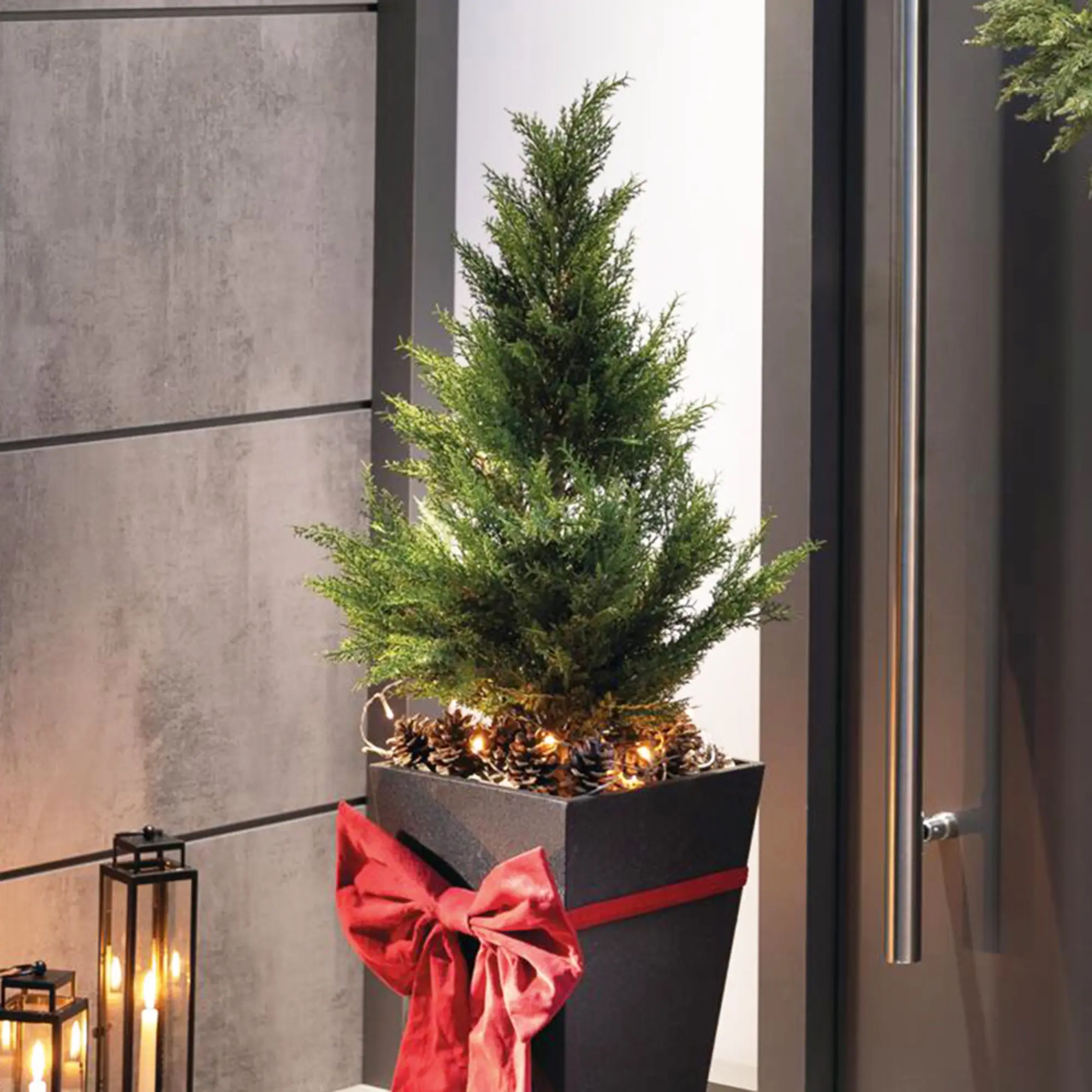 Acheter Plante artificielle "Conifère"  dans la boutique en ligne de Frank Flechtwaren