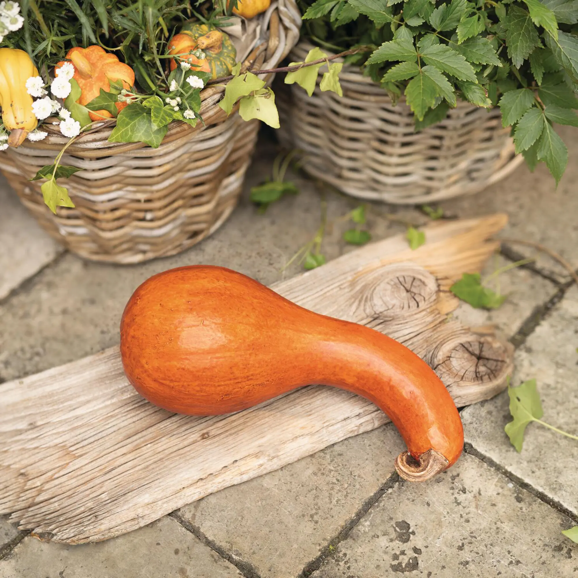 Acheter Courge décorative « Orange »  dans la boutique en ligne de Frank Flechtwaren