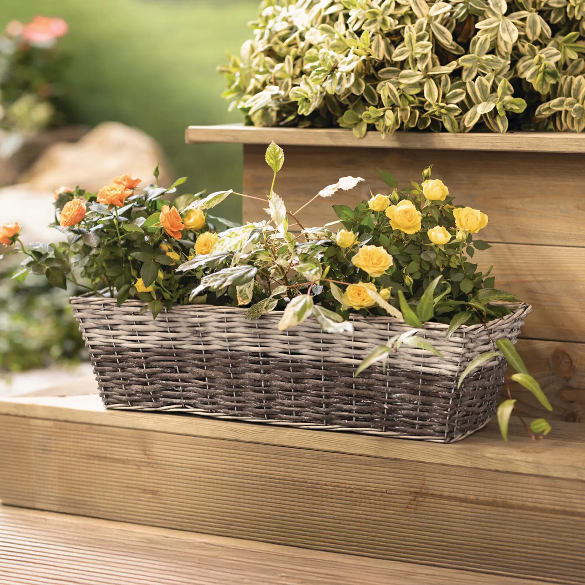 Paniers à plantes