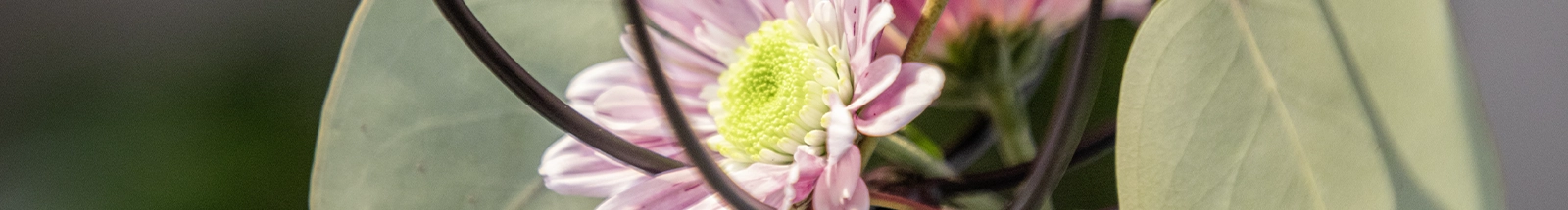 Blumendeko: rosa Blüte mit grünen Blättern und schwarzem Draht als Frühlingsdekoration