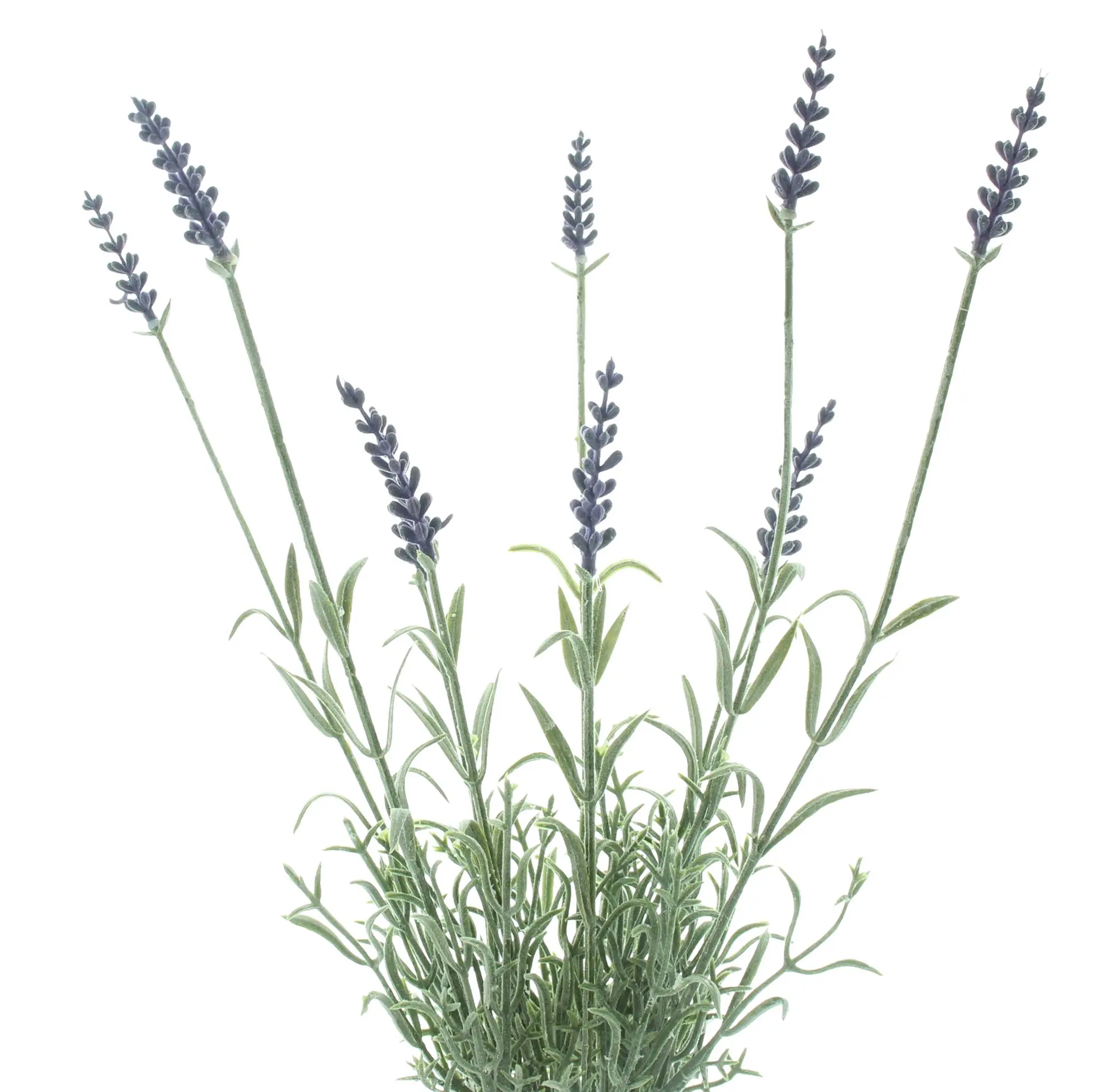 Acheter Fleur artificielle "Branches de lavande"  dans la boutique en ligne de Frank Flechtwaren pour Sorbet citron au