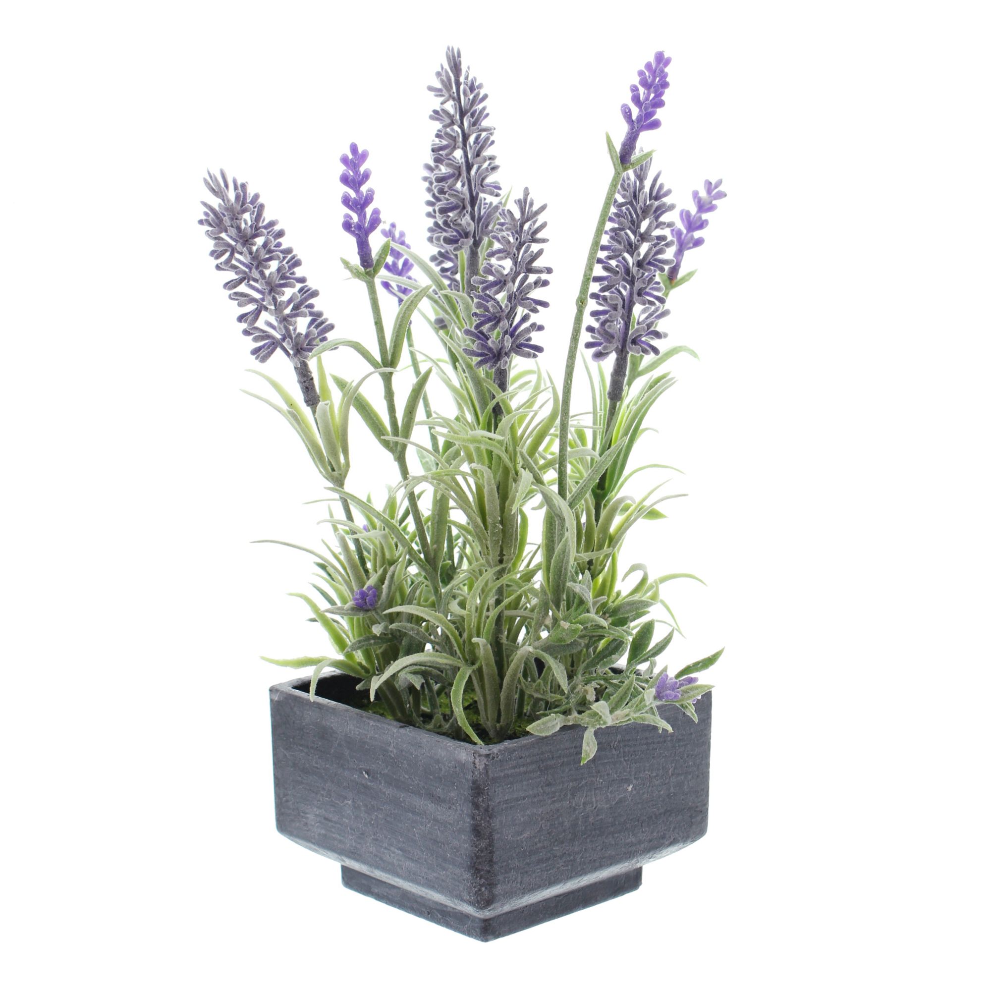 Acheter Lavande en pot dans la boutique en ligne de Frank Flechtwaren pour Plantes artificielles Acheter Lavande en pot dans la boutique en ligne de Frank Flechtwaren pour Plantes artificielles